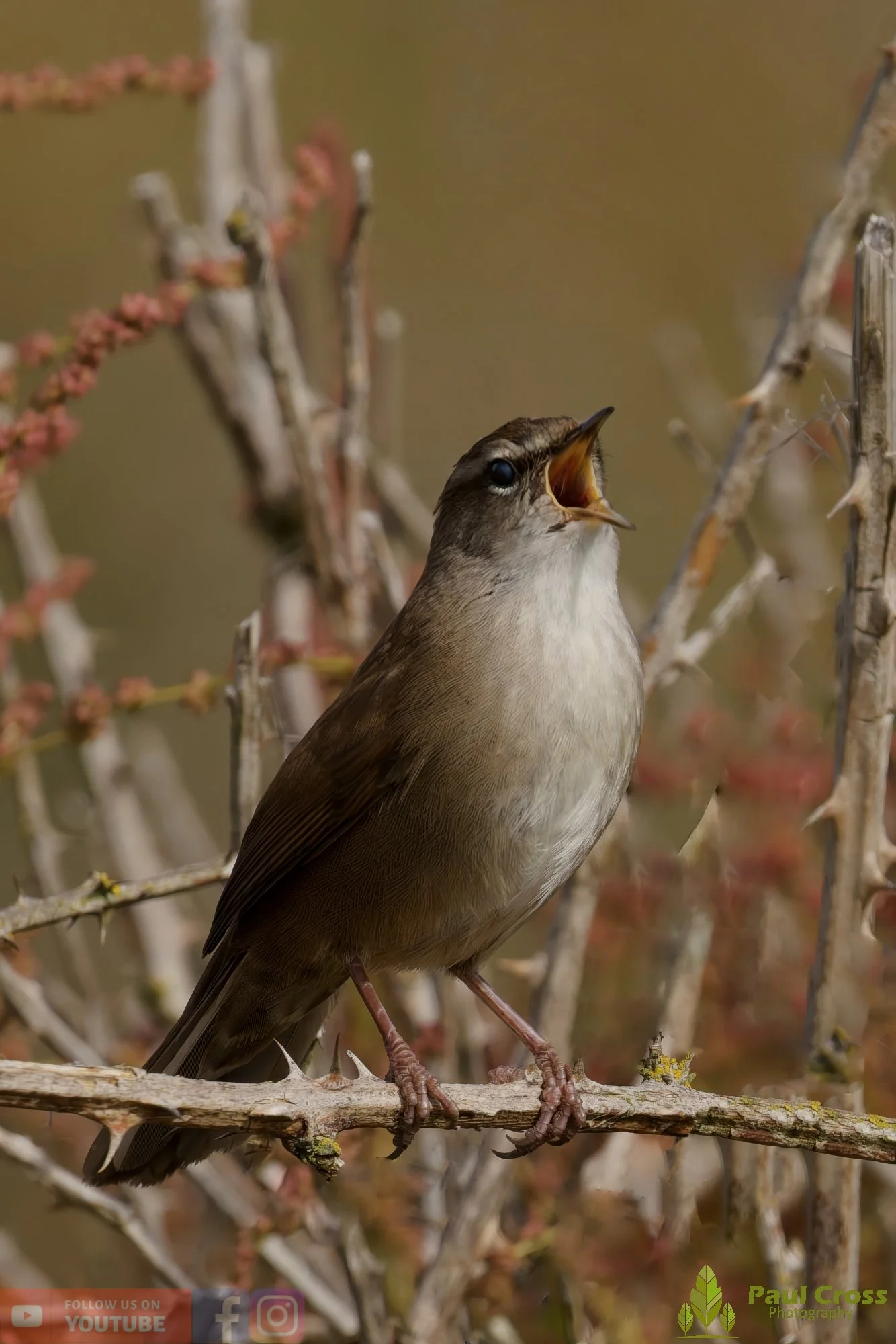 Cetti's Warbler-00016.jpg