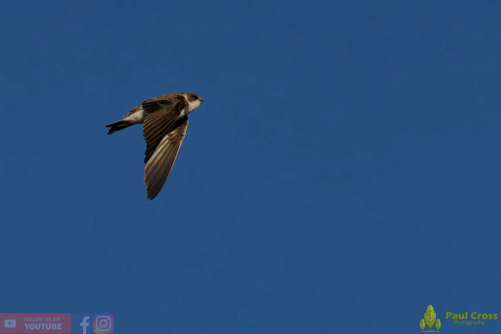 House Martin-00199.jpg