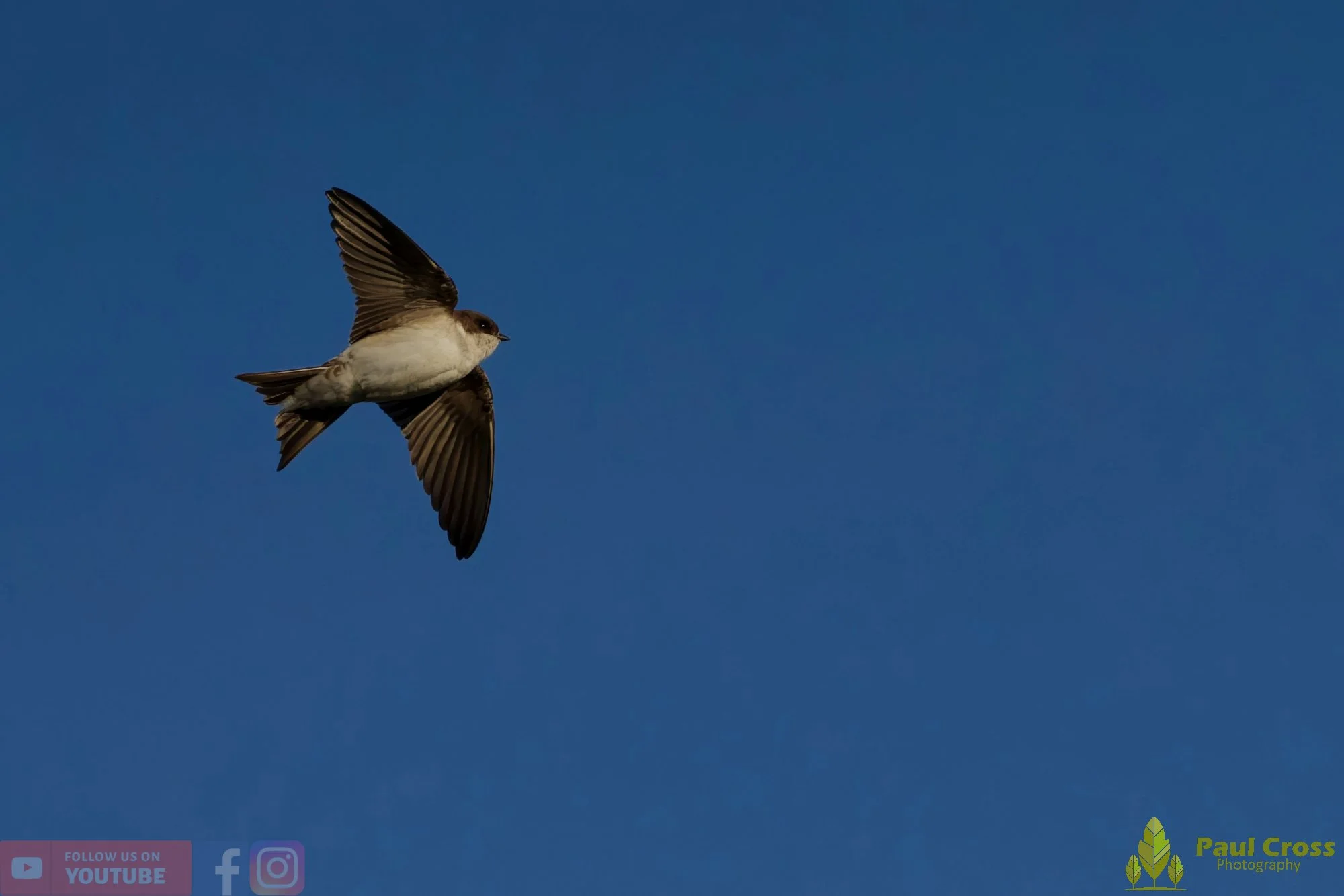 House Martin-00201.jpg