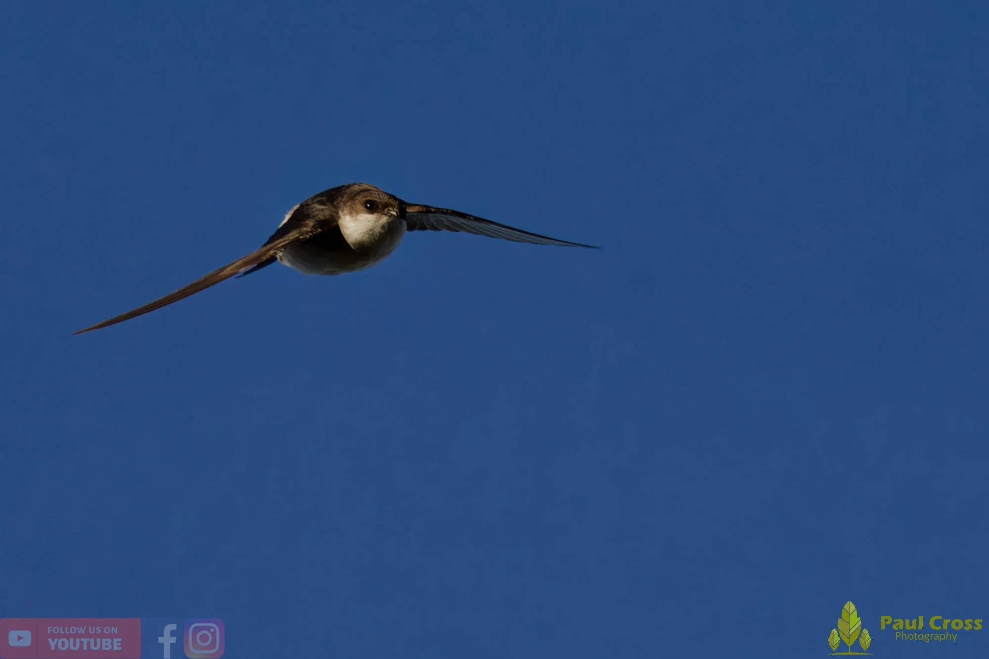 House Martin-00203.jpg