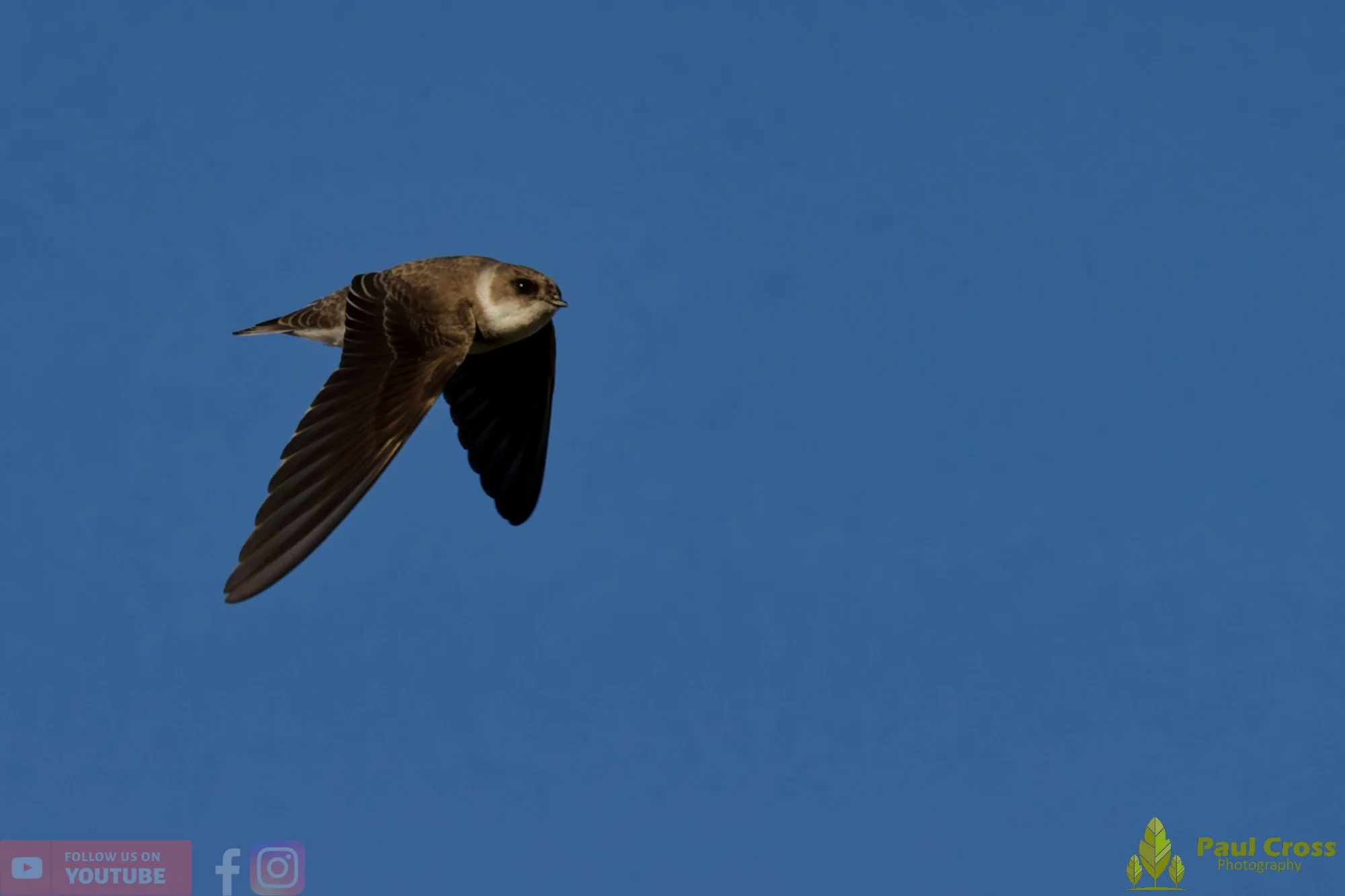 House Martin-00204.jpg