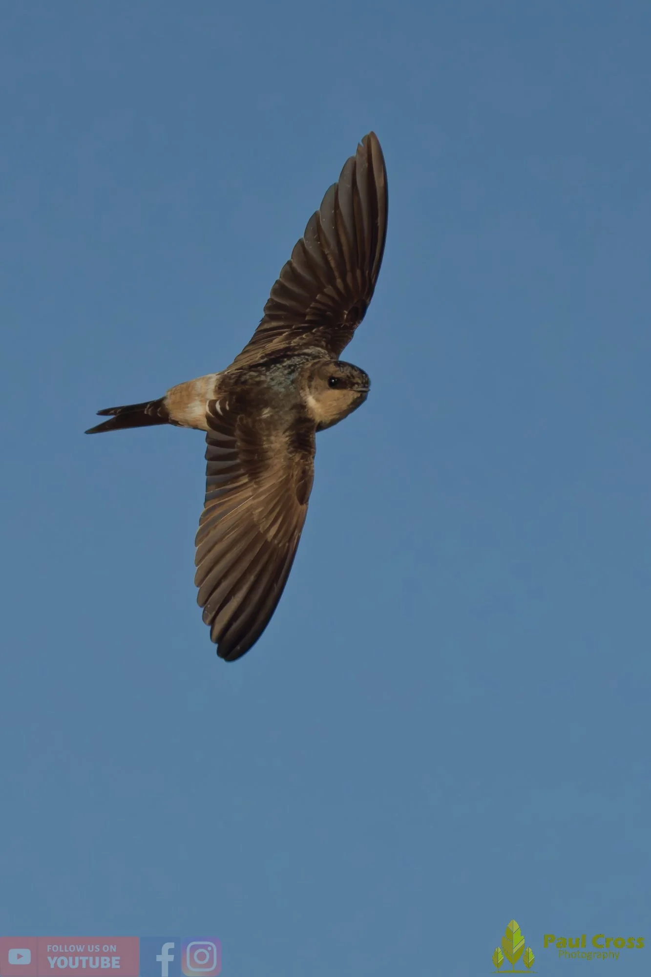 House Martin-00205.jpg