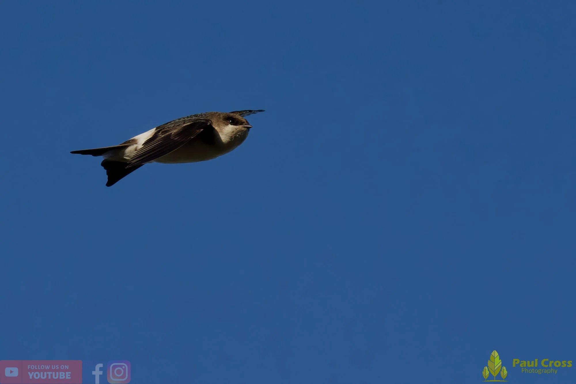House Martin-00206.jpg