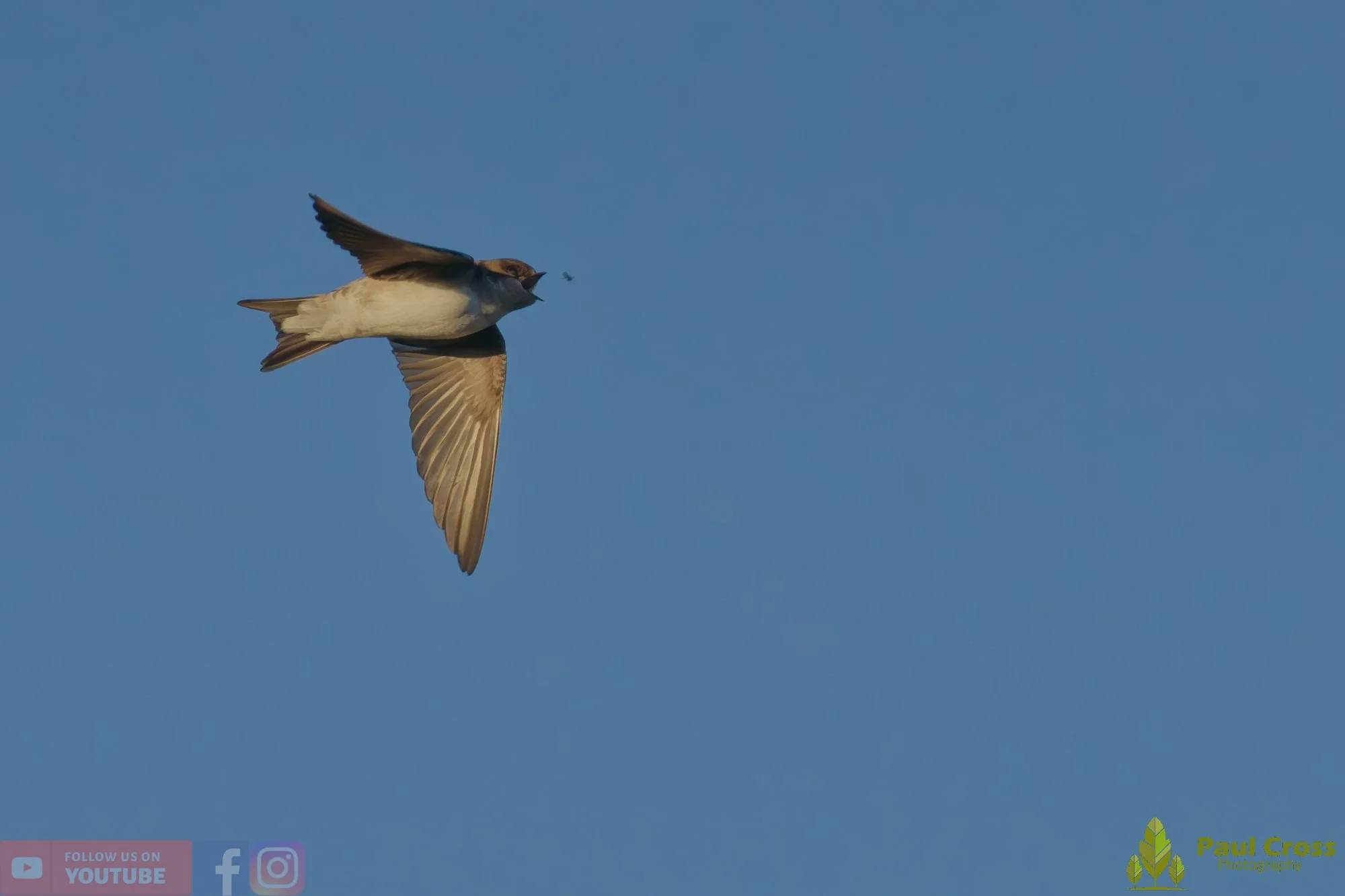 House Martin-00208.jpg