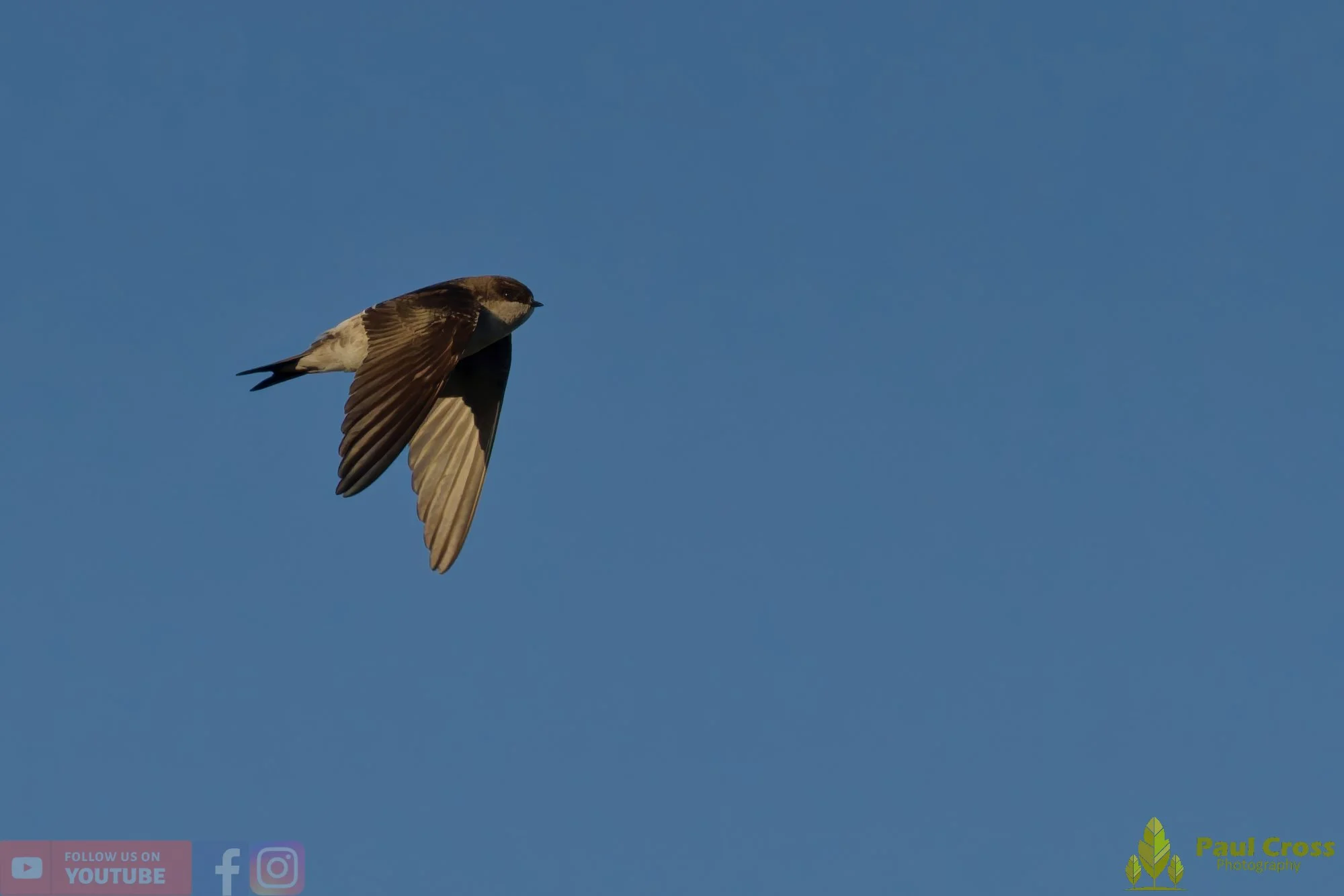 House Martin-00209.jpg