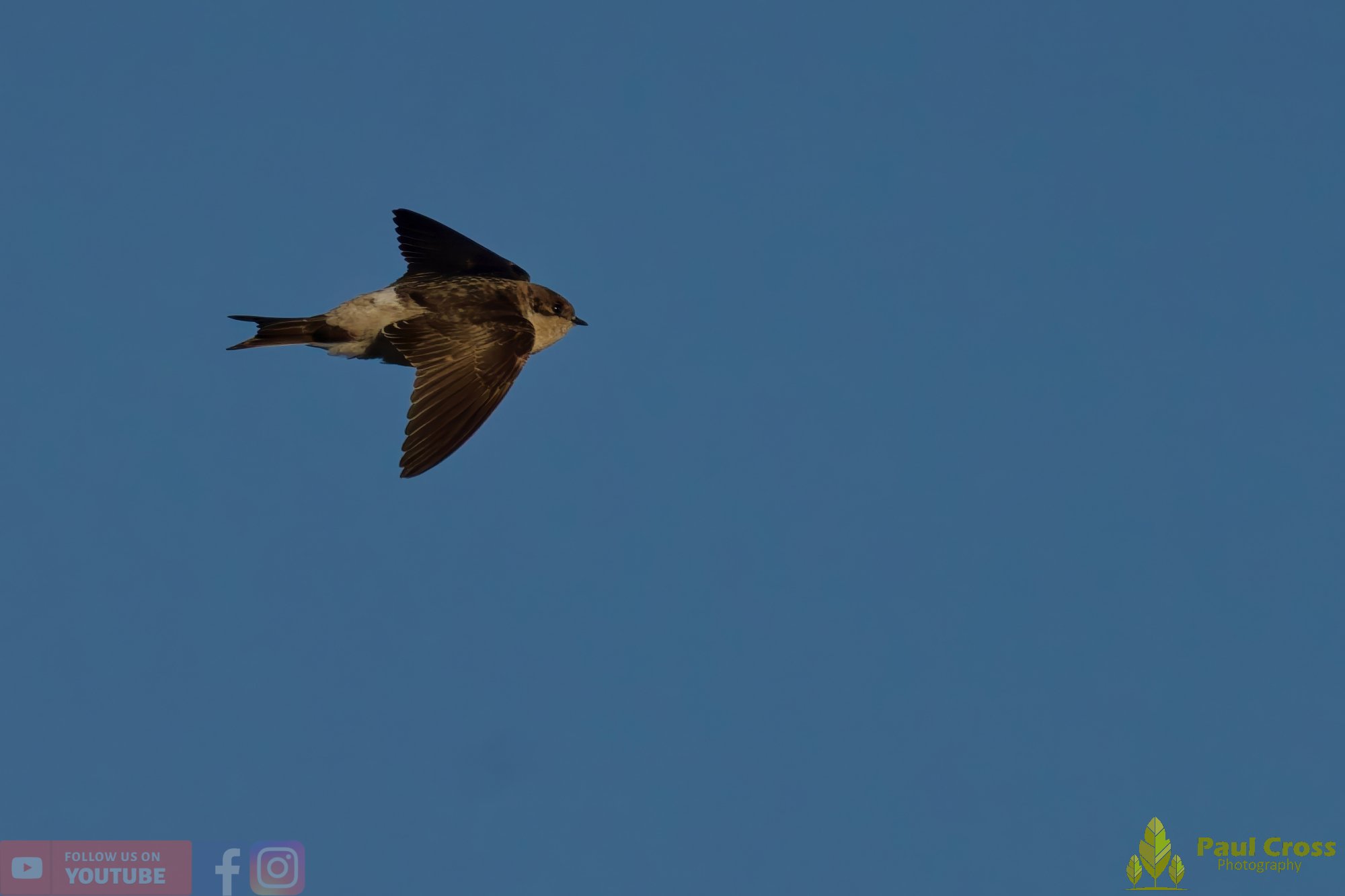 House Martin-00210.jpg