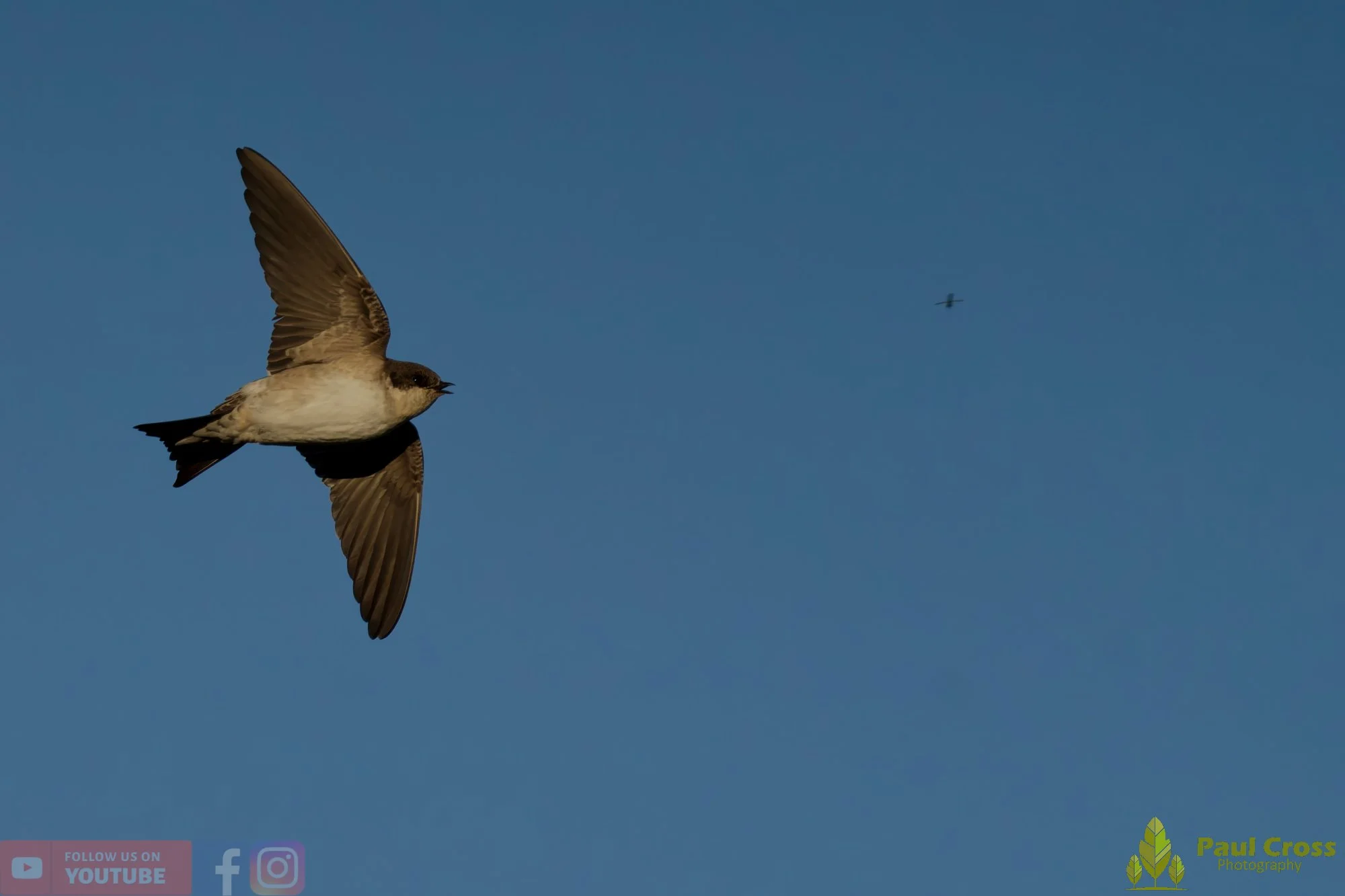 House Martin-00211.jpg