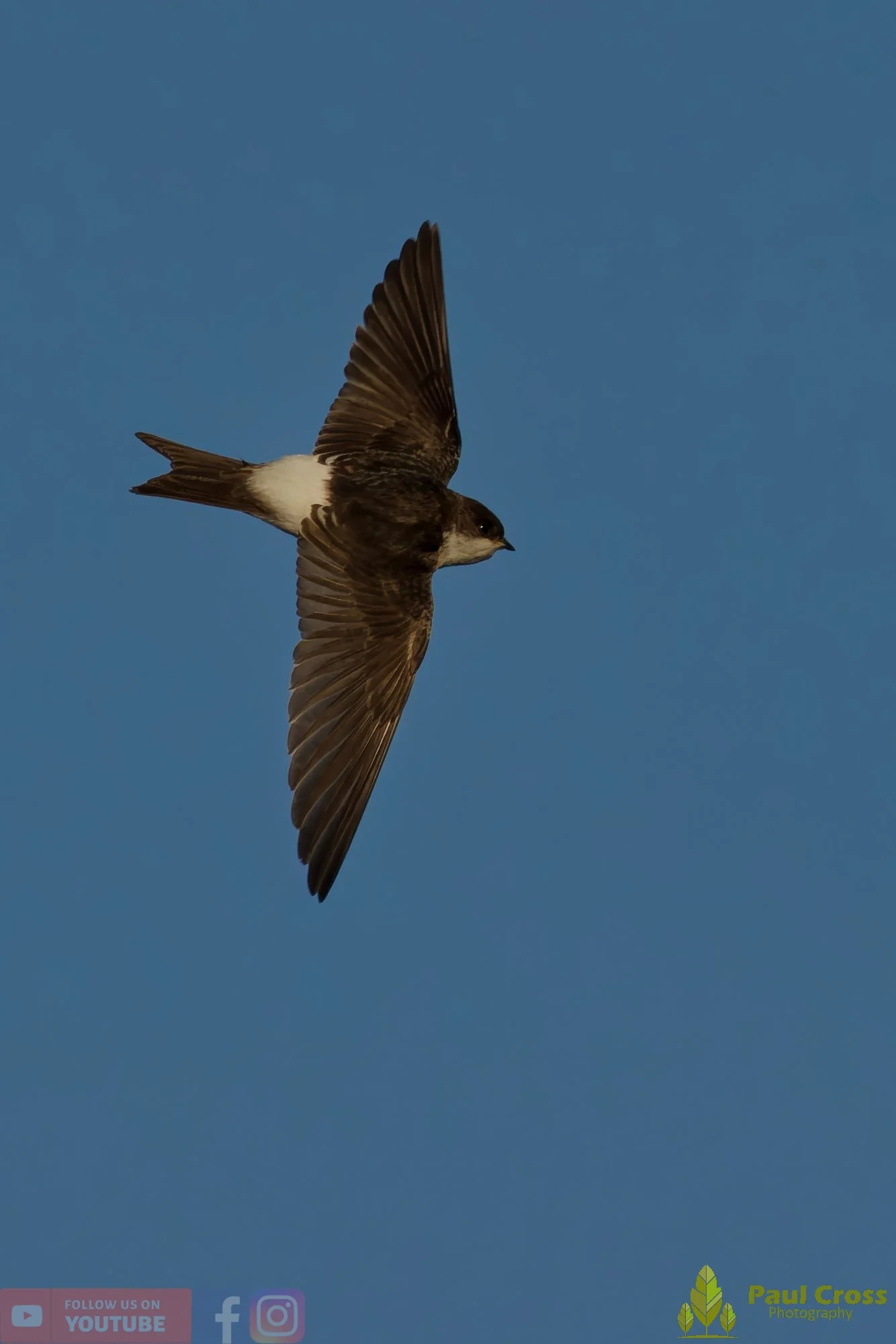 House Martin-00212.jpg