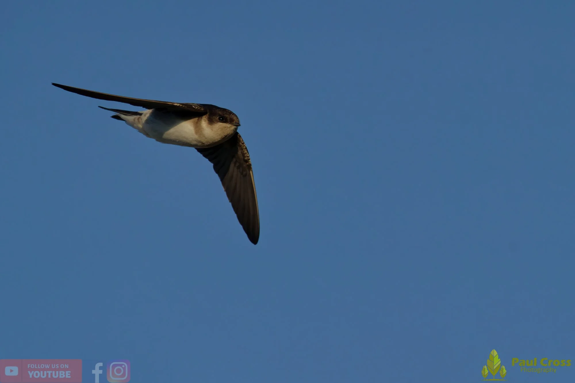 House Martin-00217.jpg