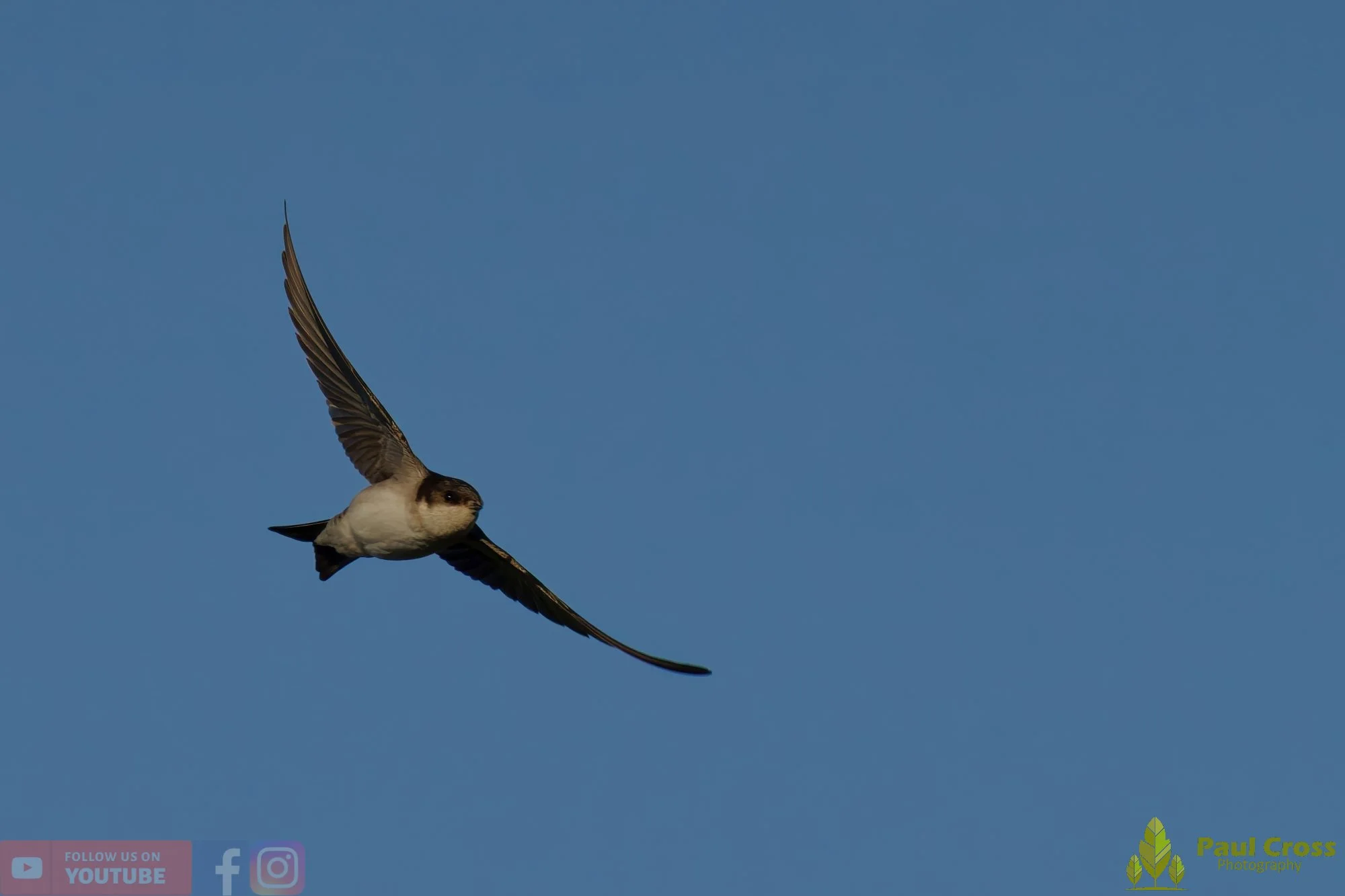 House Martin-00218.jpg