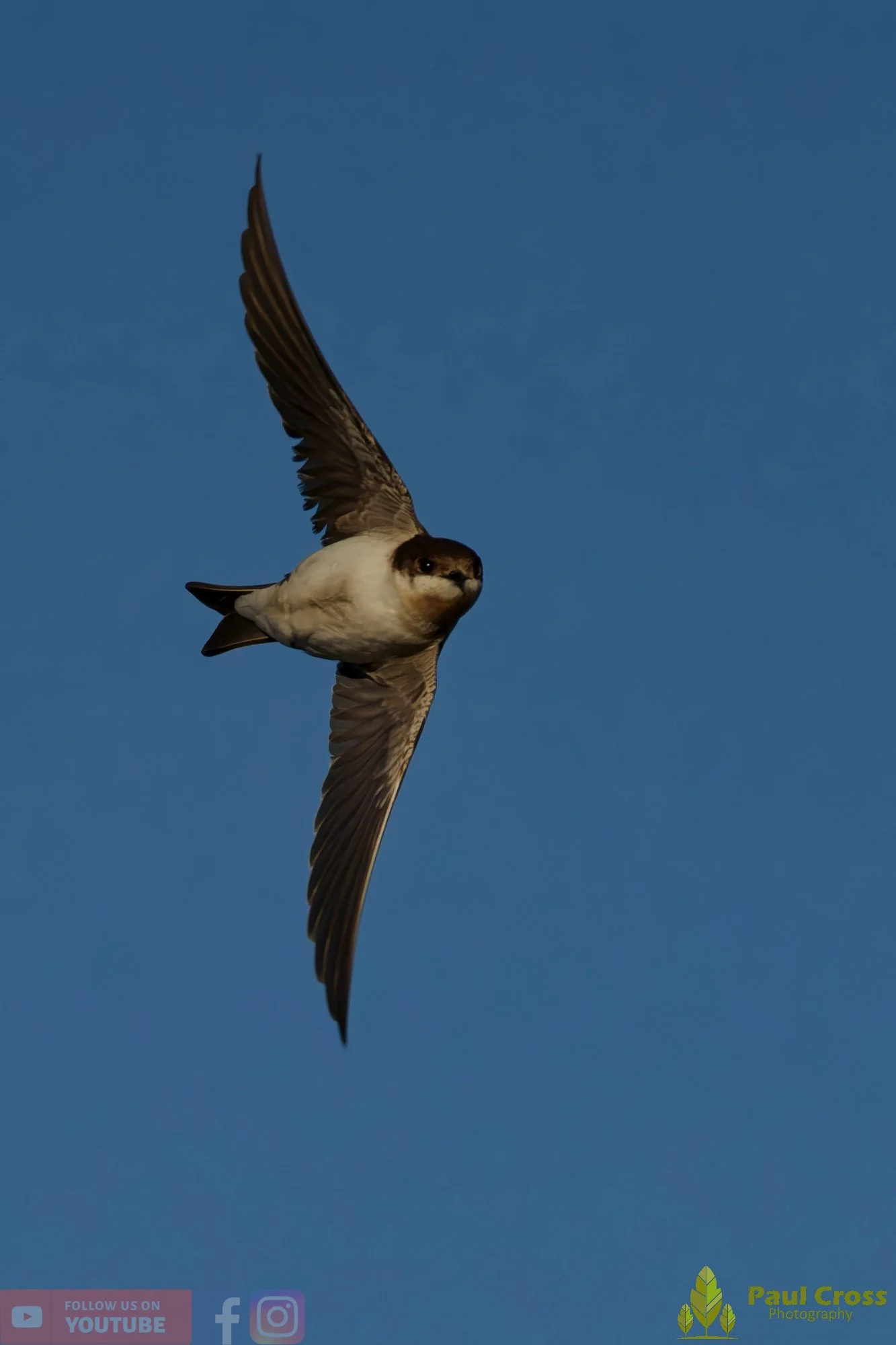 House Martin-00219.jpg