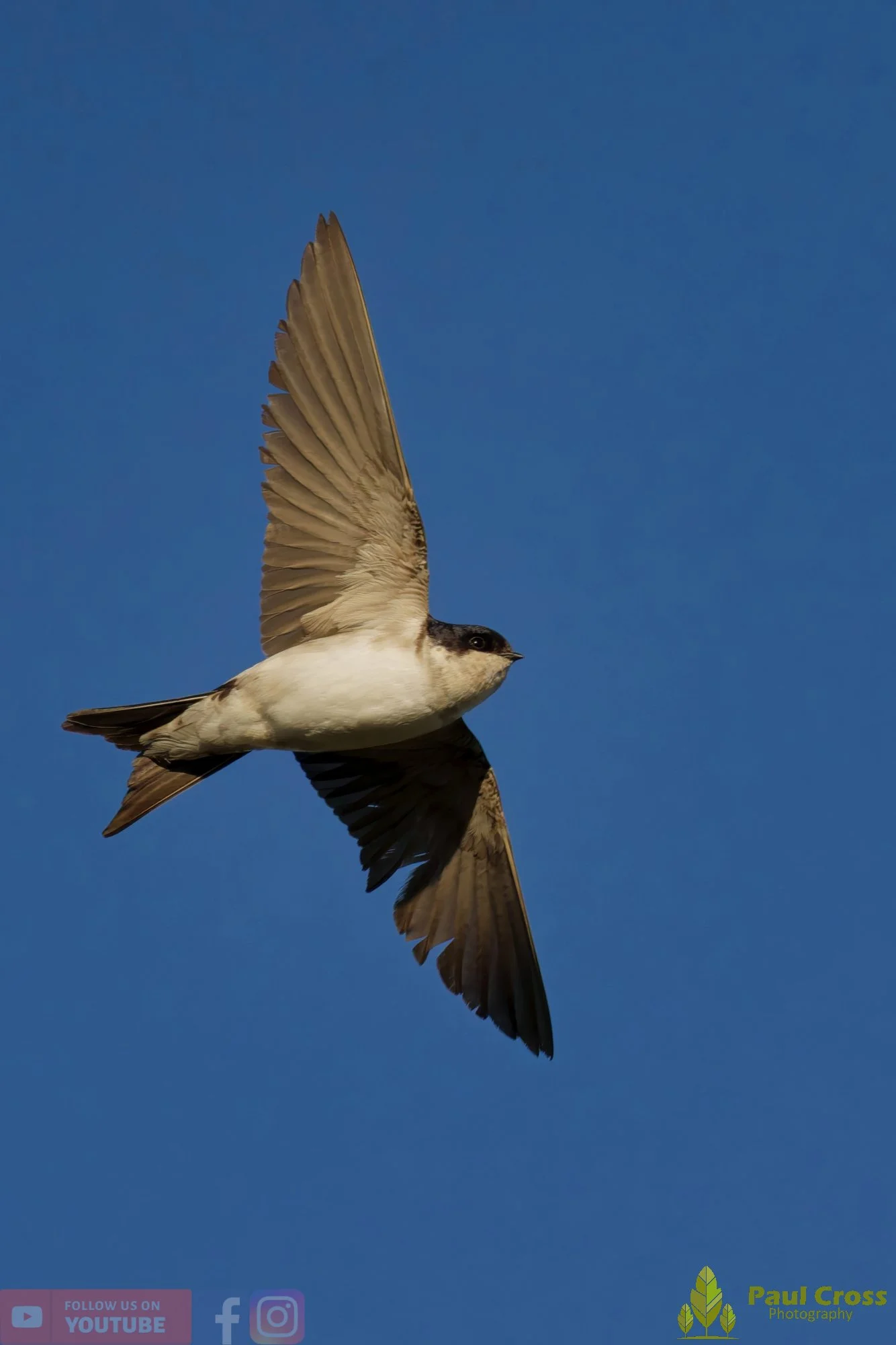 House Martin-00223.jpg