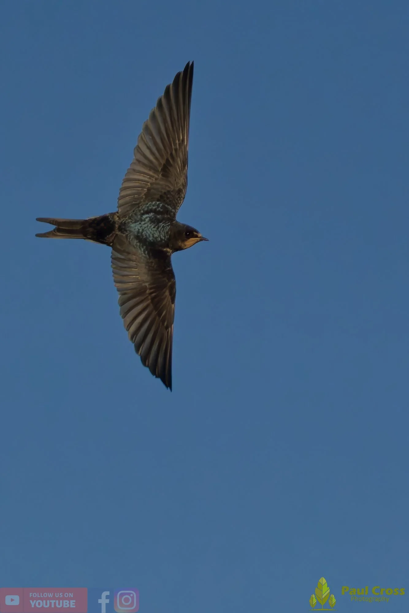 Swallow-00482.jpg
