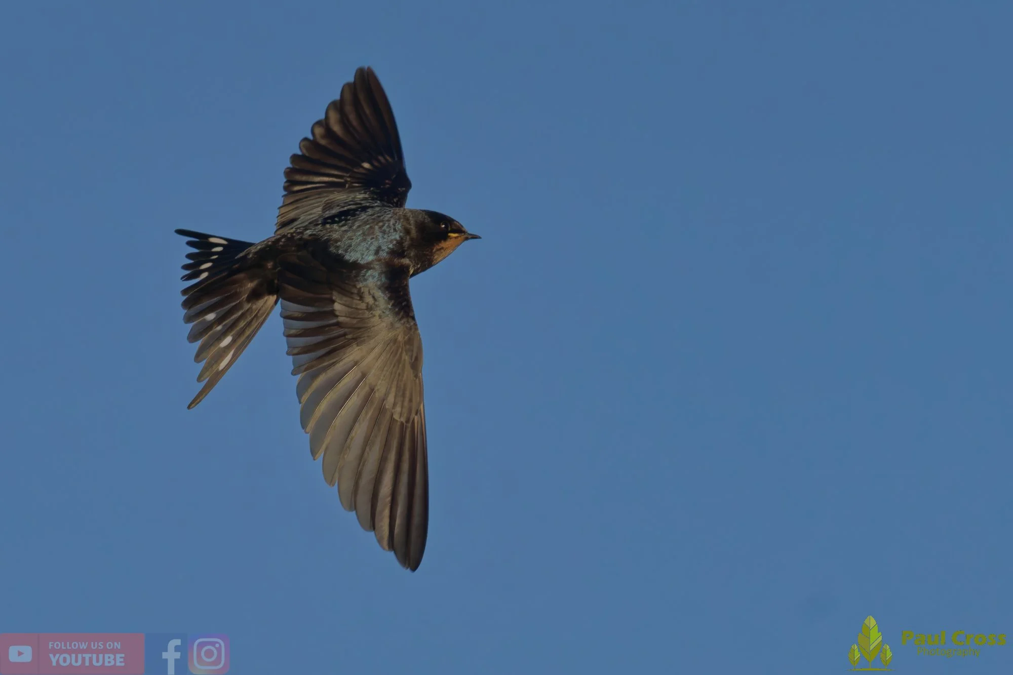 Swallow-00484.jpg