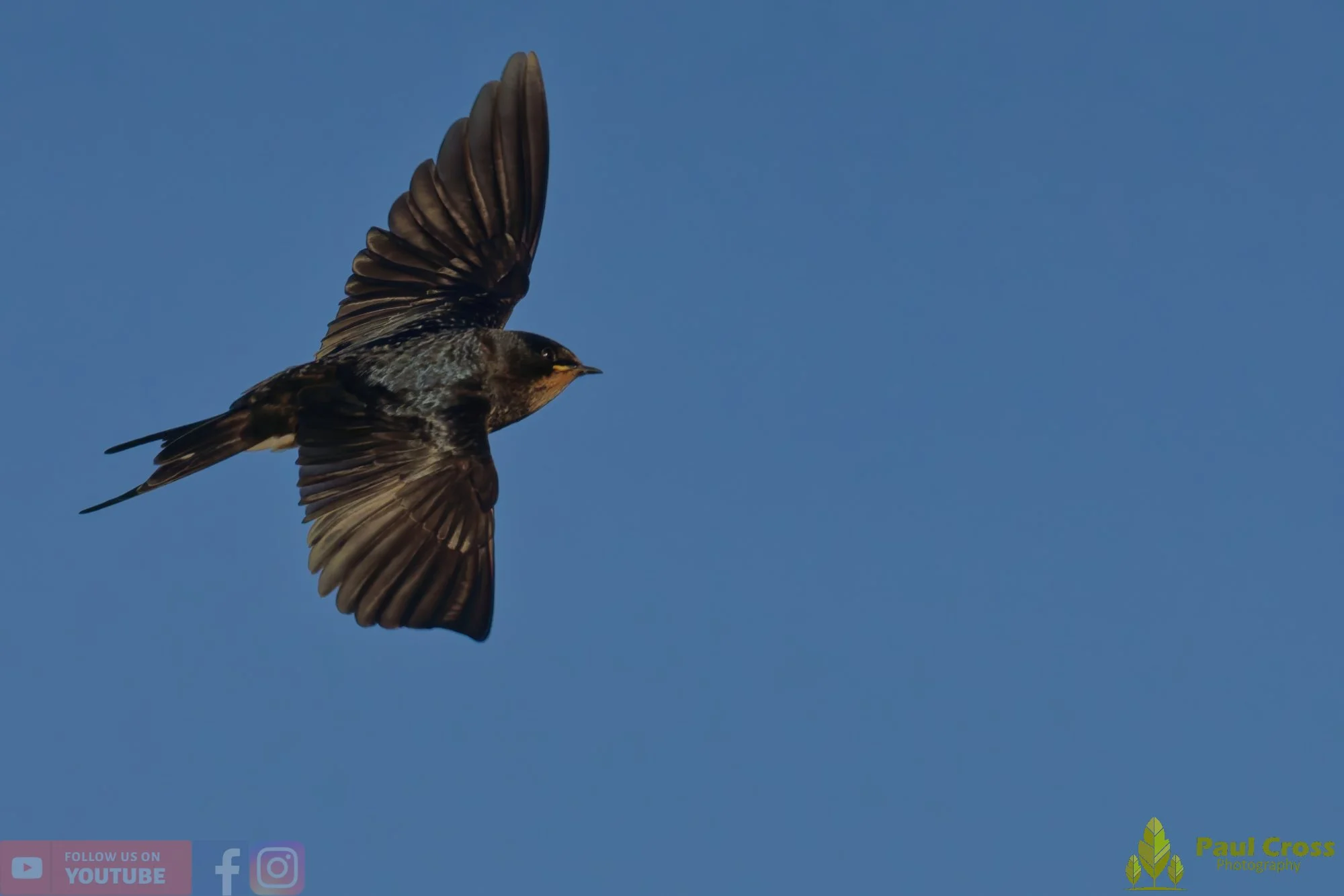 Swallow-00485.jpg