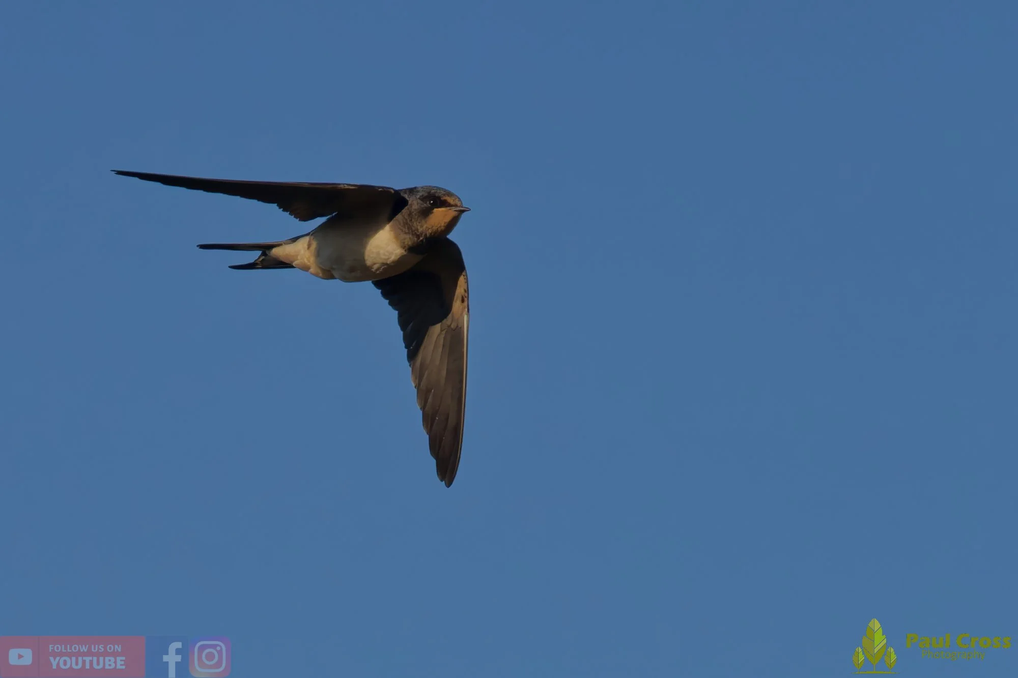 Swallow-00488.jpg