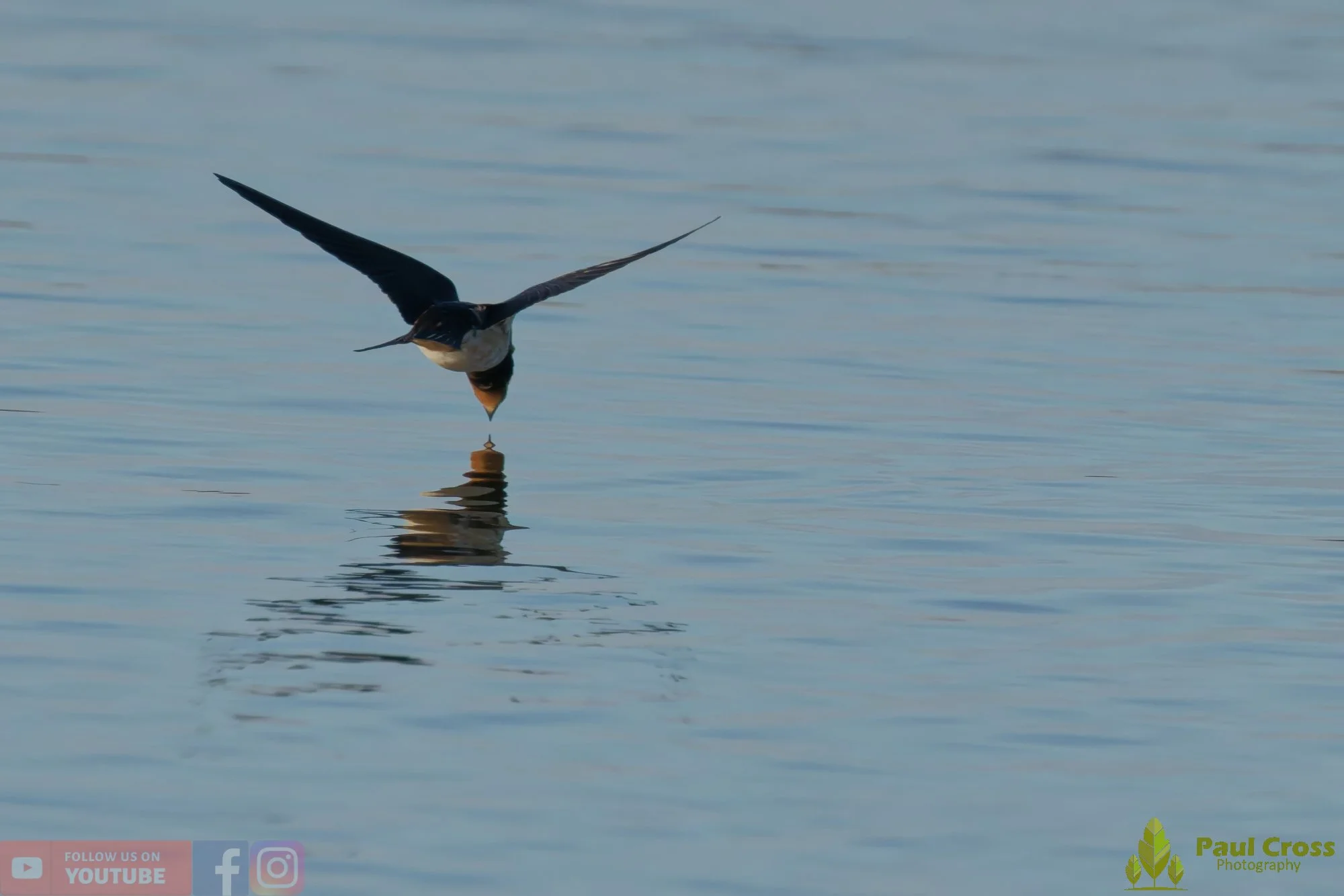 Swallow-00489.jpg