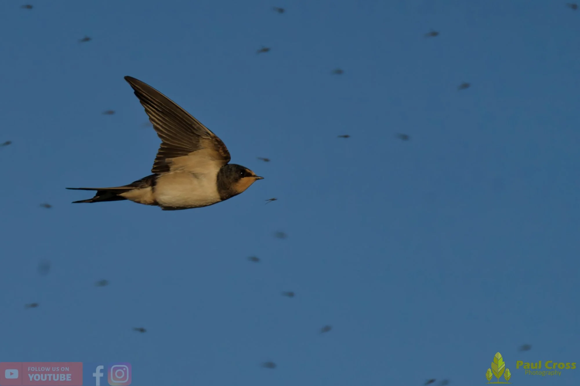 Swallow-00491.jpg