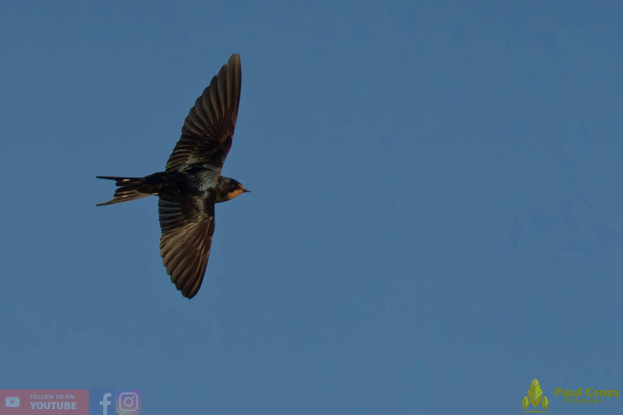 Swallow-00494.jpg