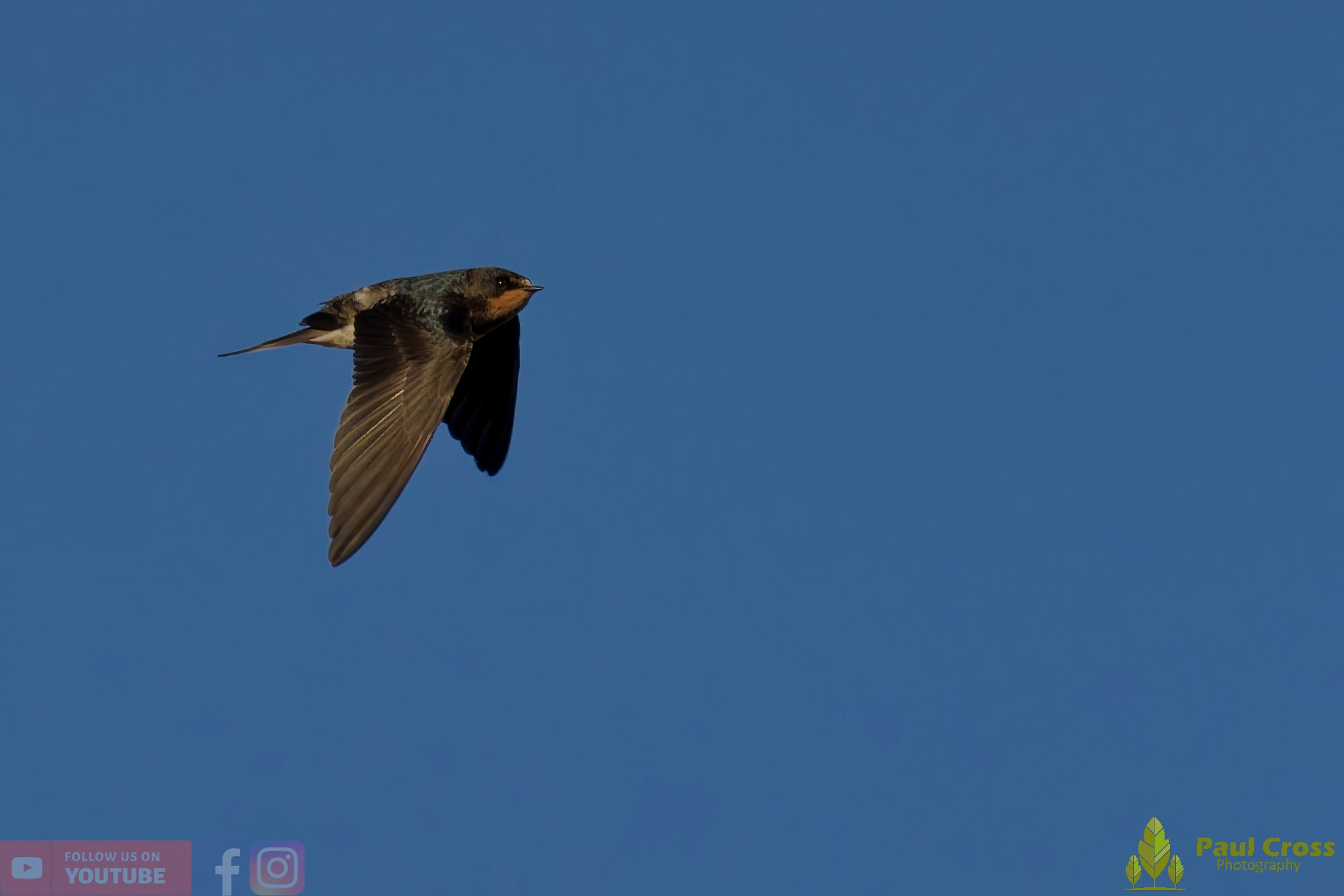 Swallow-00496.jpg