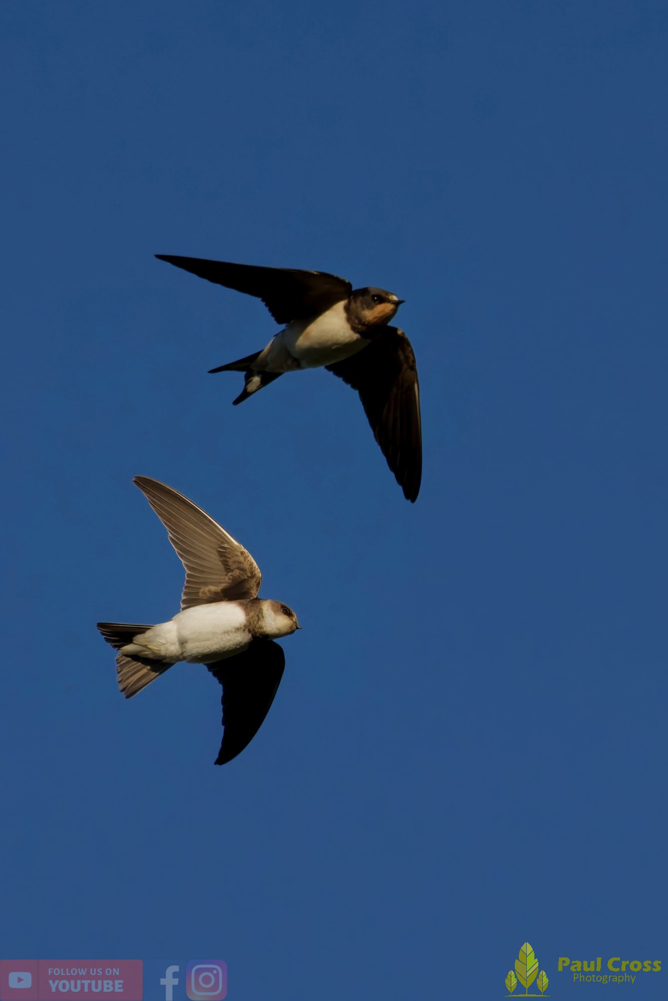 Swallow-00498.jpg