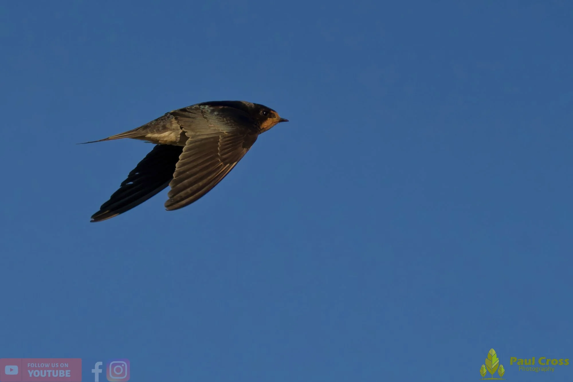 Swallow-00500.jpg