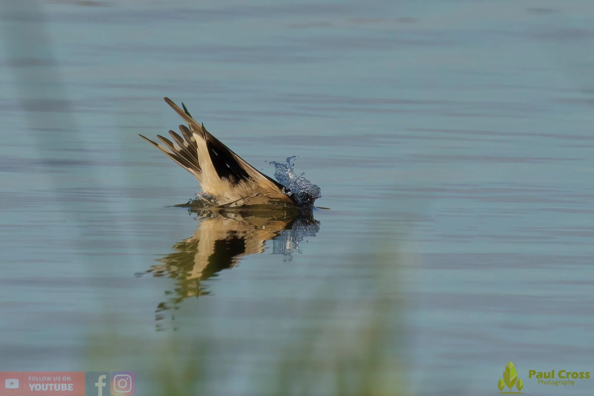 Swallow-00502.jpg