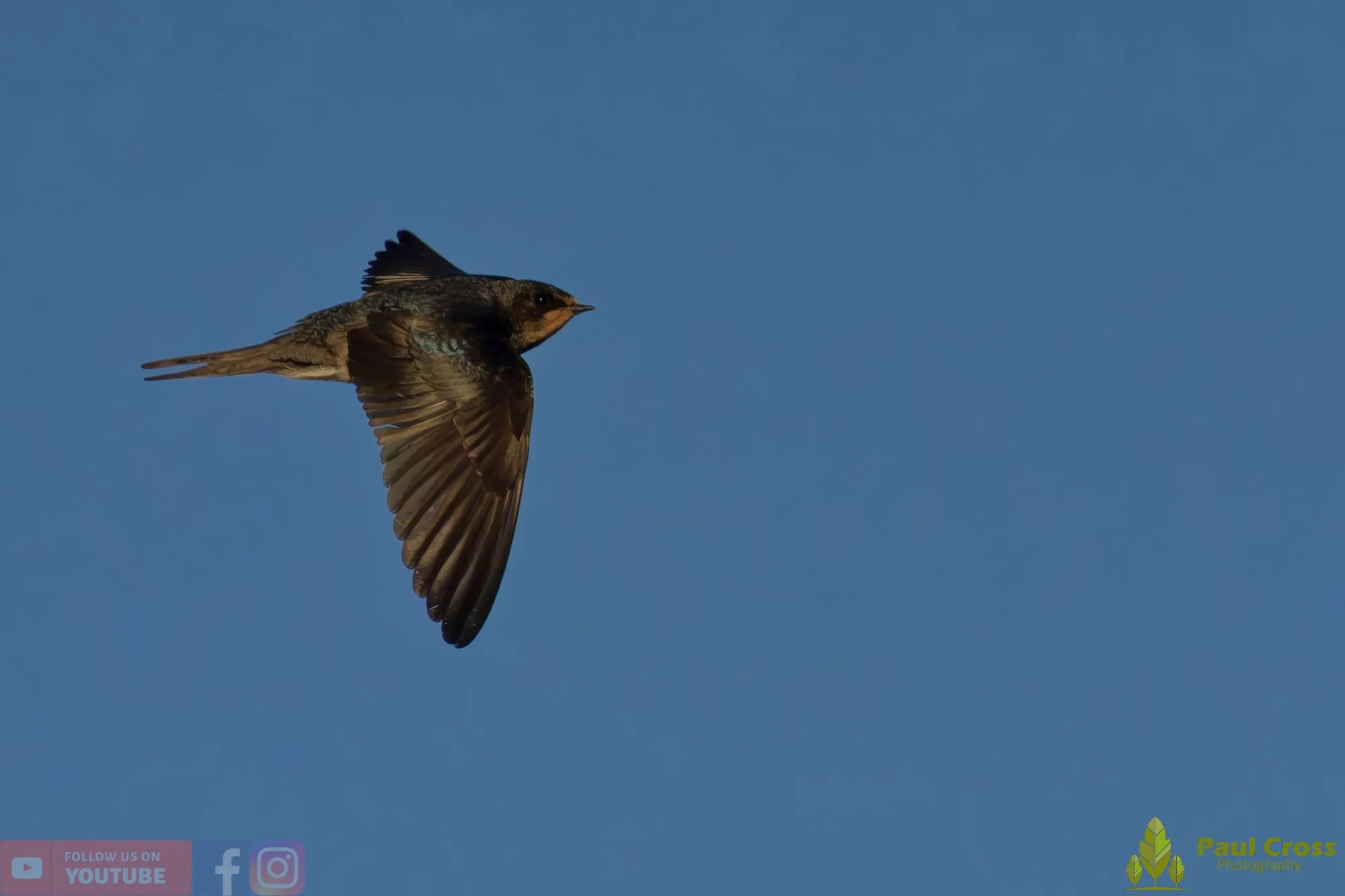 Swallow-00503.jpg