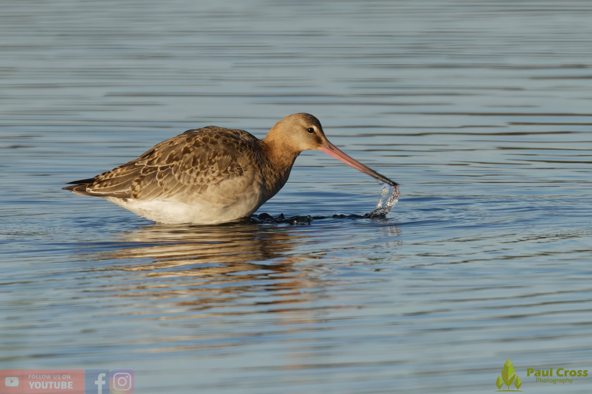 Black-Tailed Godwit-00421.jpg