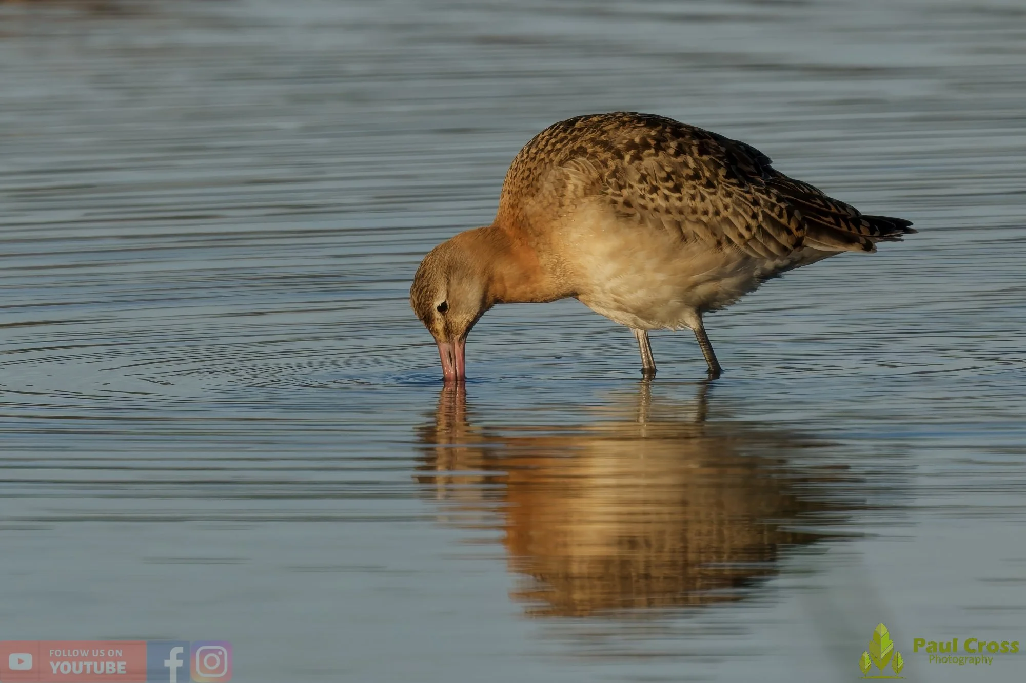 Black-Tailed Godwit-00422.jpg
