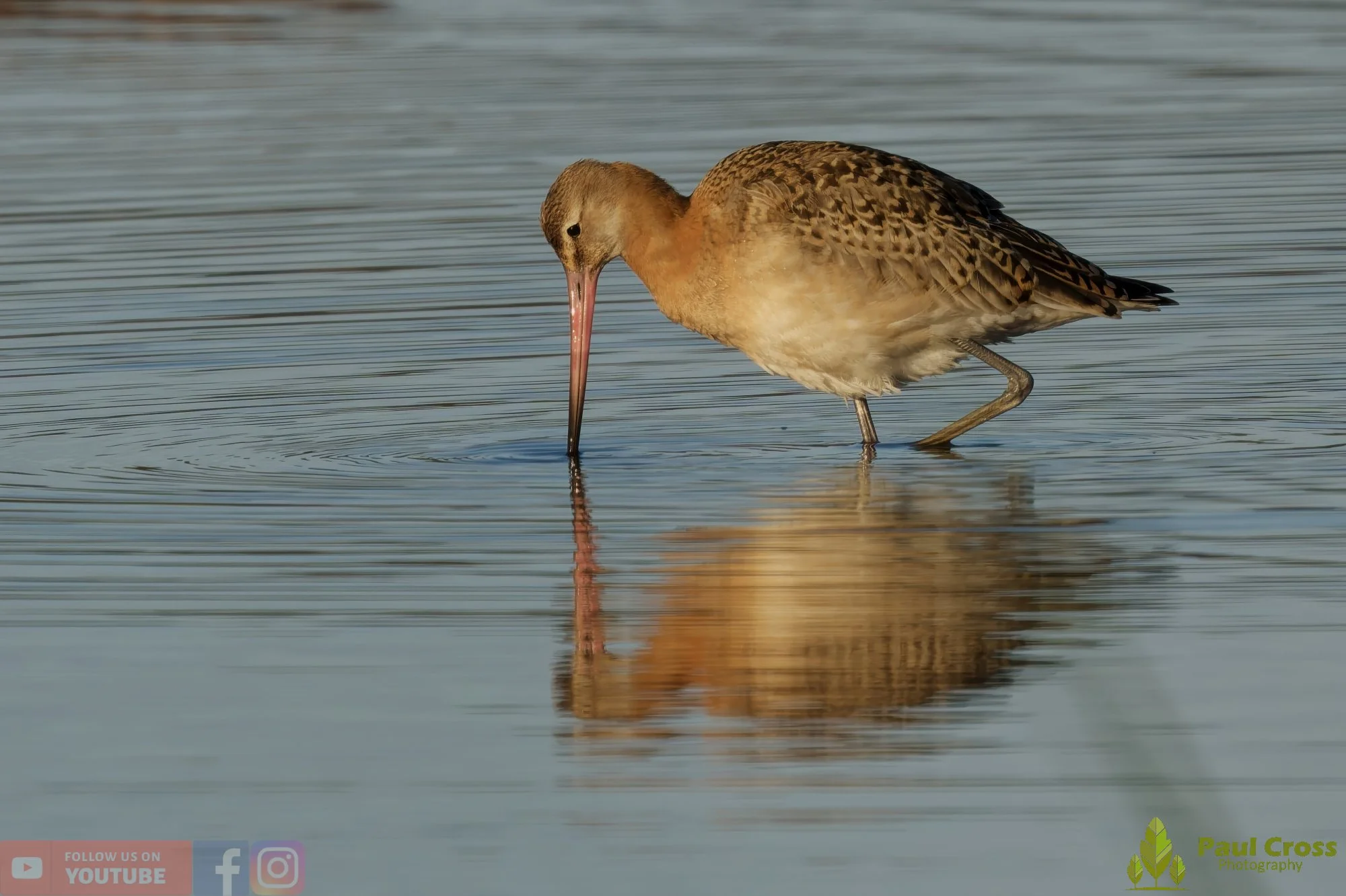 Black-Tailed Godwit-00423.jpg