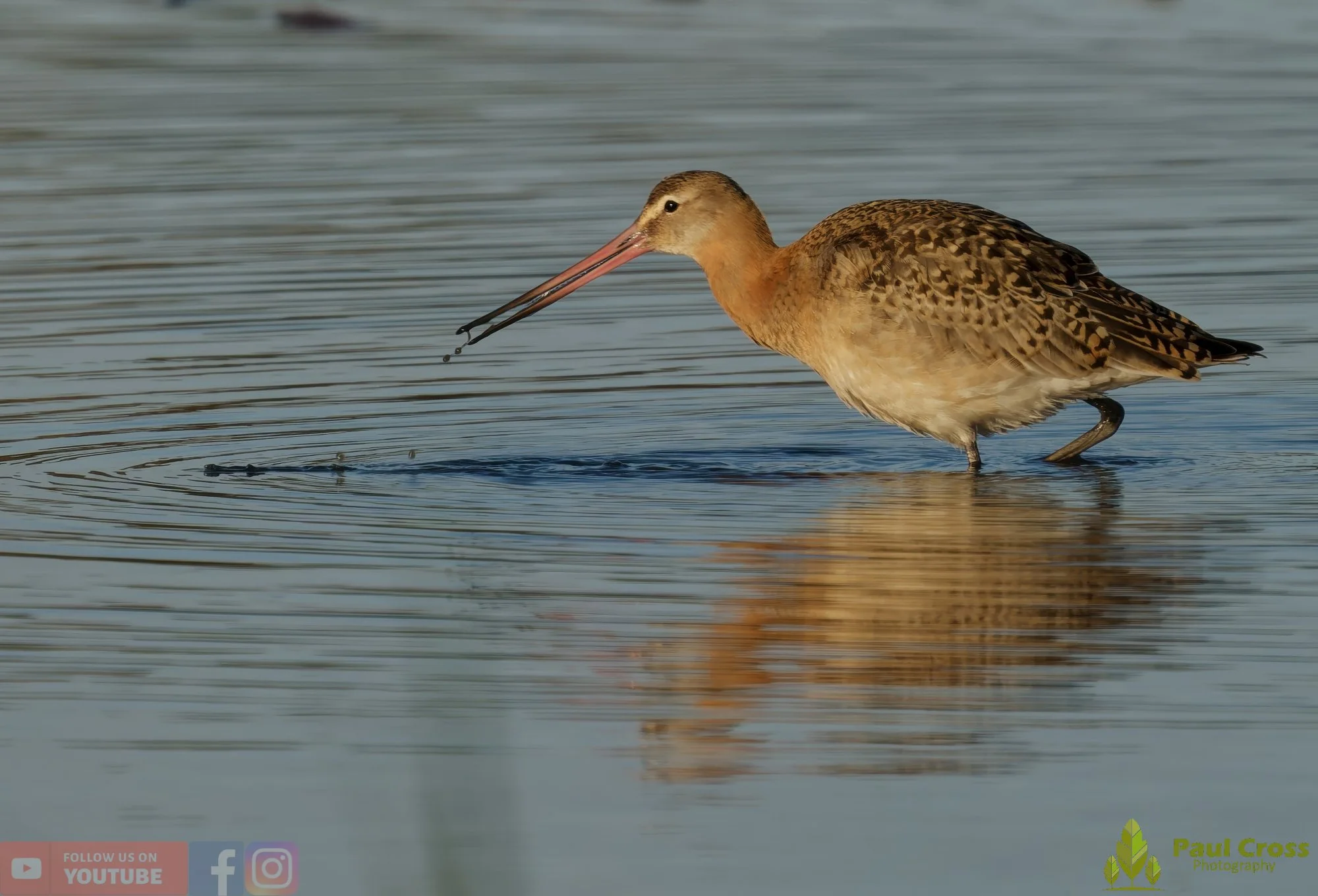 Black-Tailed Godwit-00424.jpg