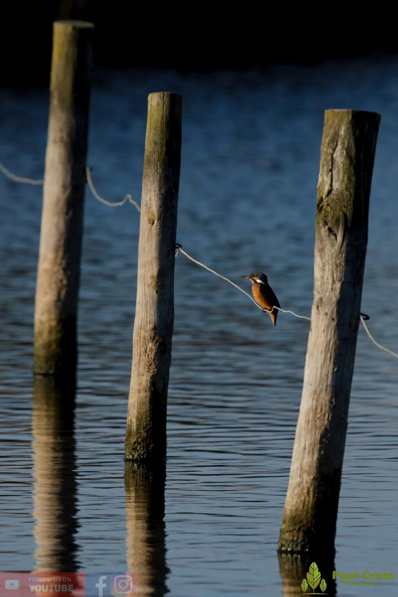 Kingfisher-00574.jpg