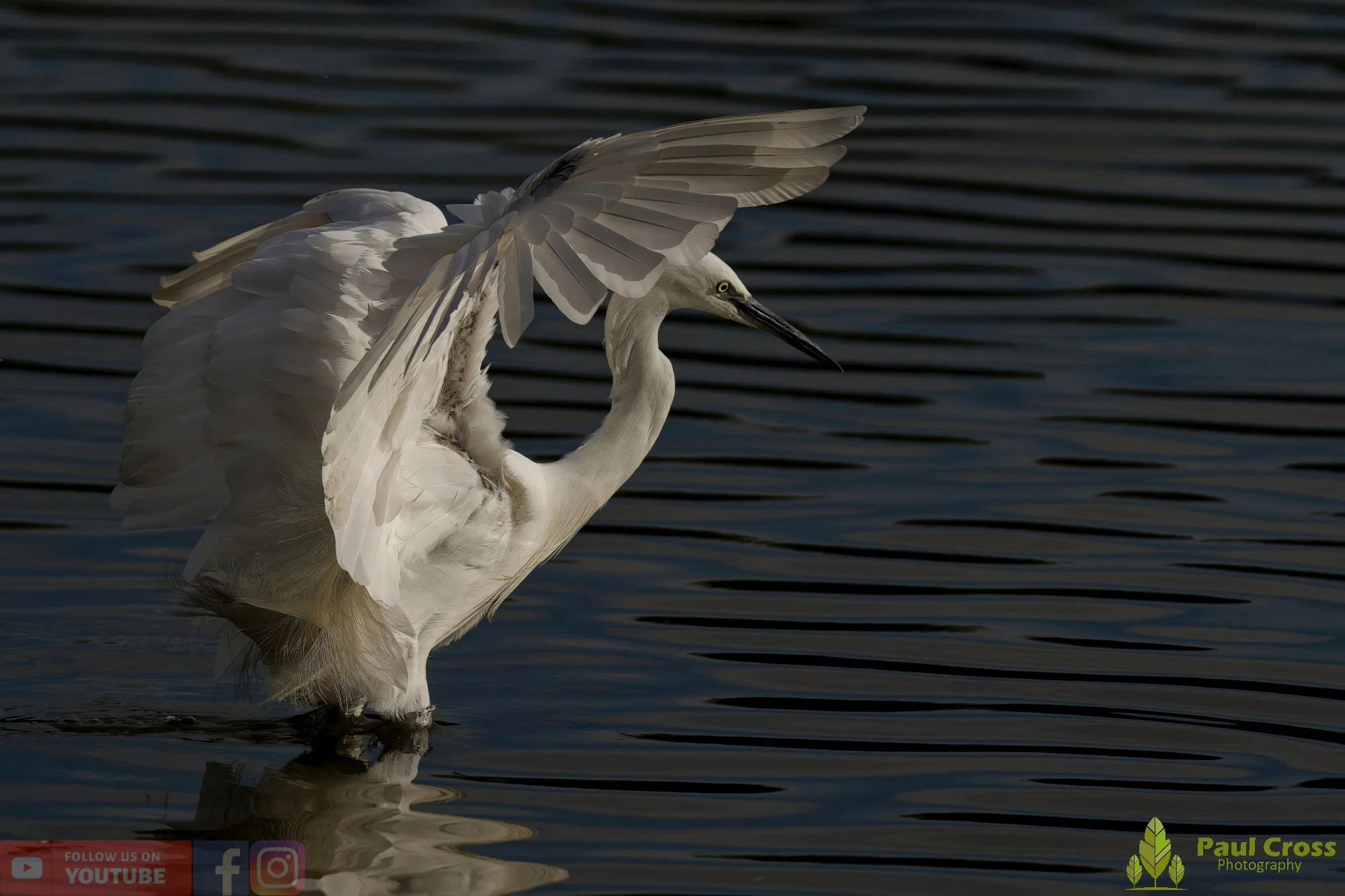 Little Grebe-00332.jpg