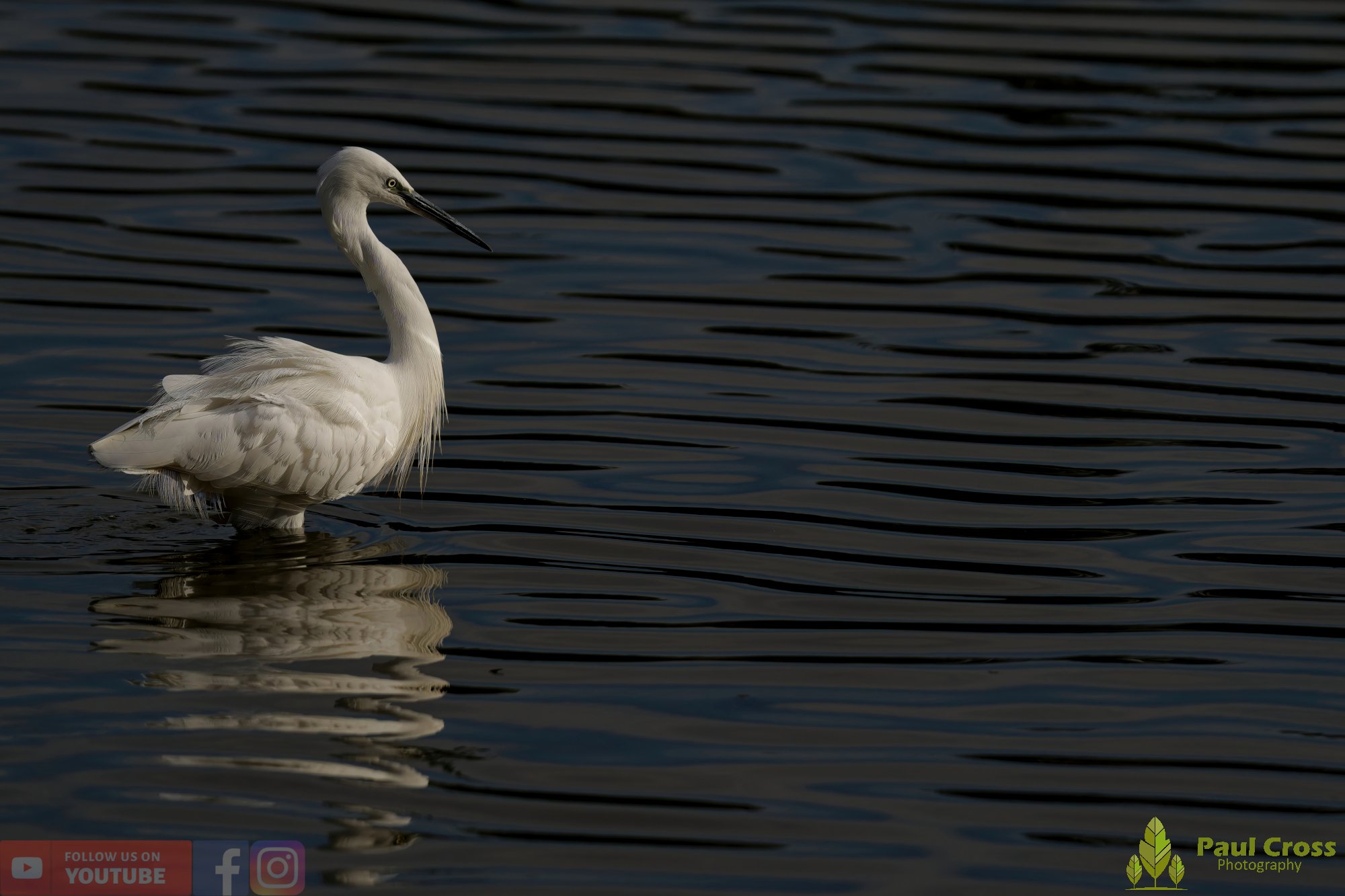 Little Grebe-00333.jpg