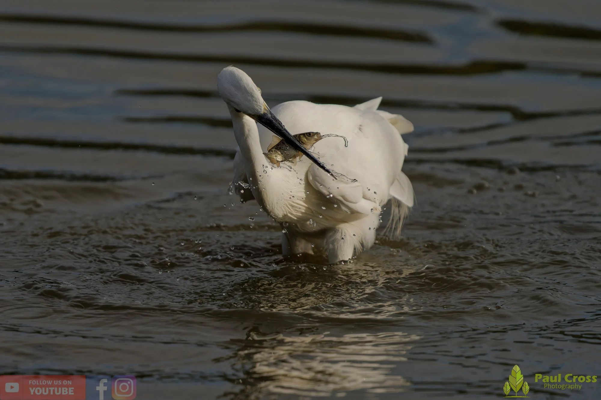Little Grebe-00337.jpg