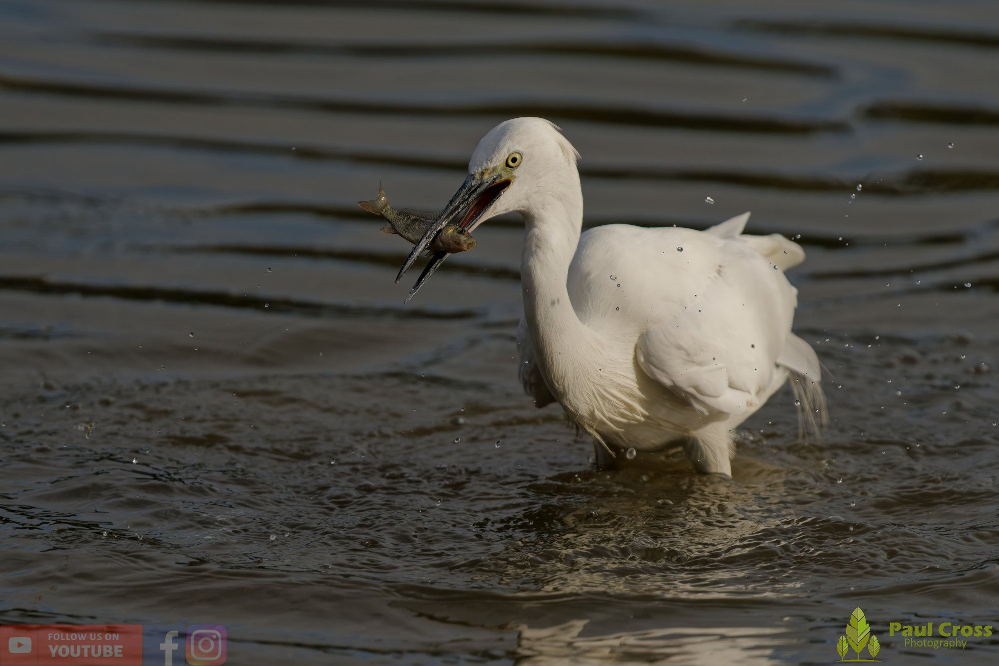 Little Grebe-00338.jpg
