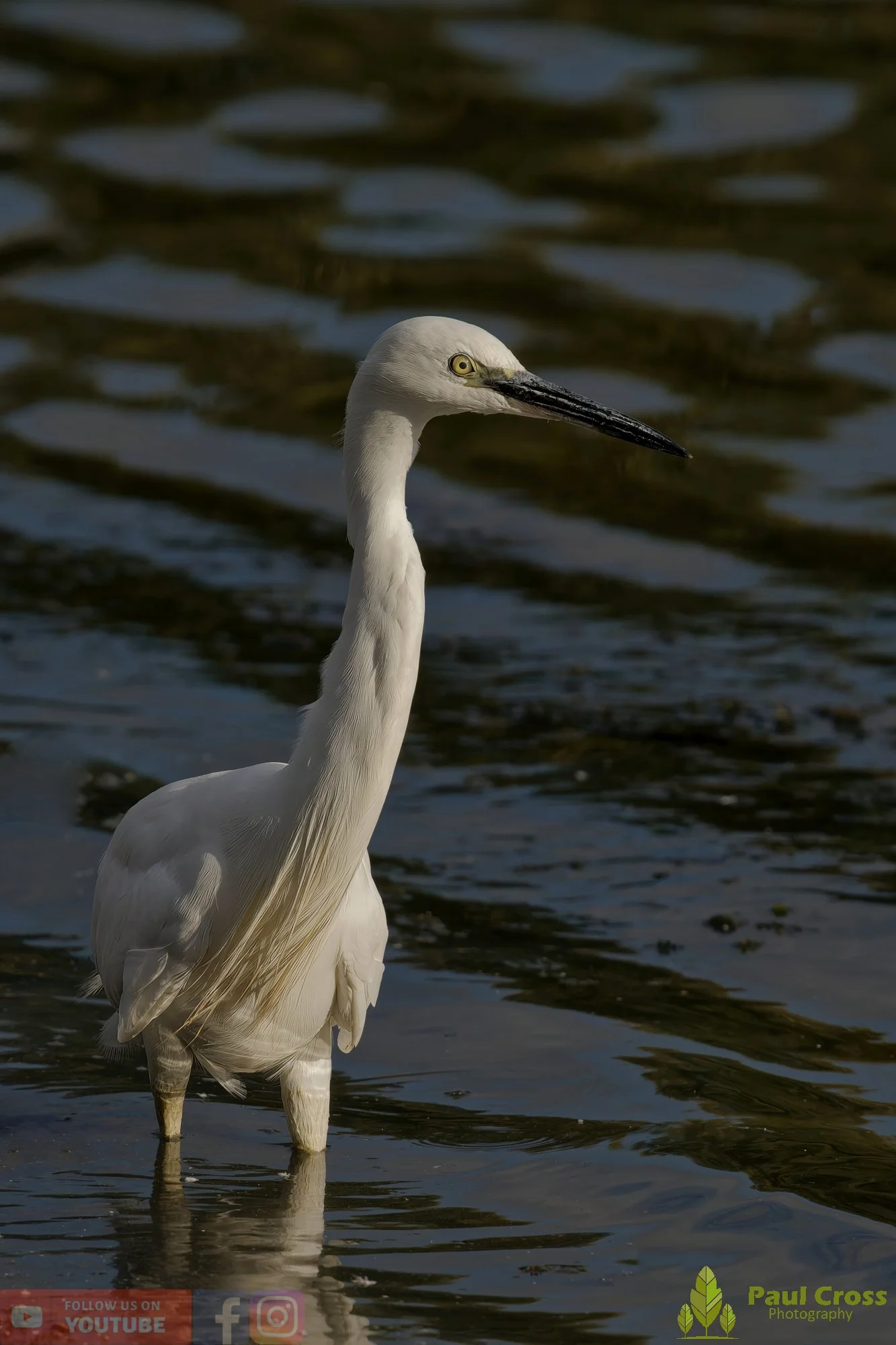 Little Grebe-00341.jpg