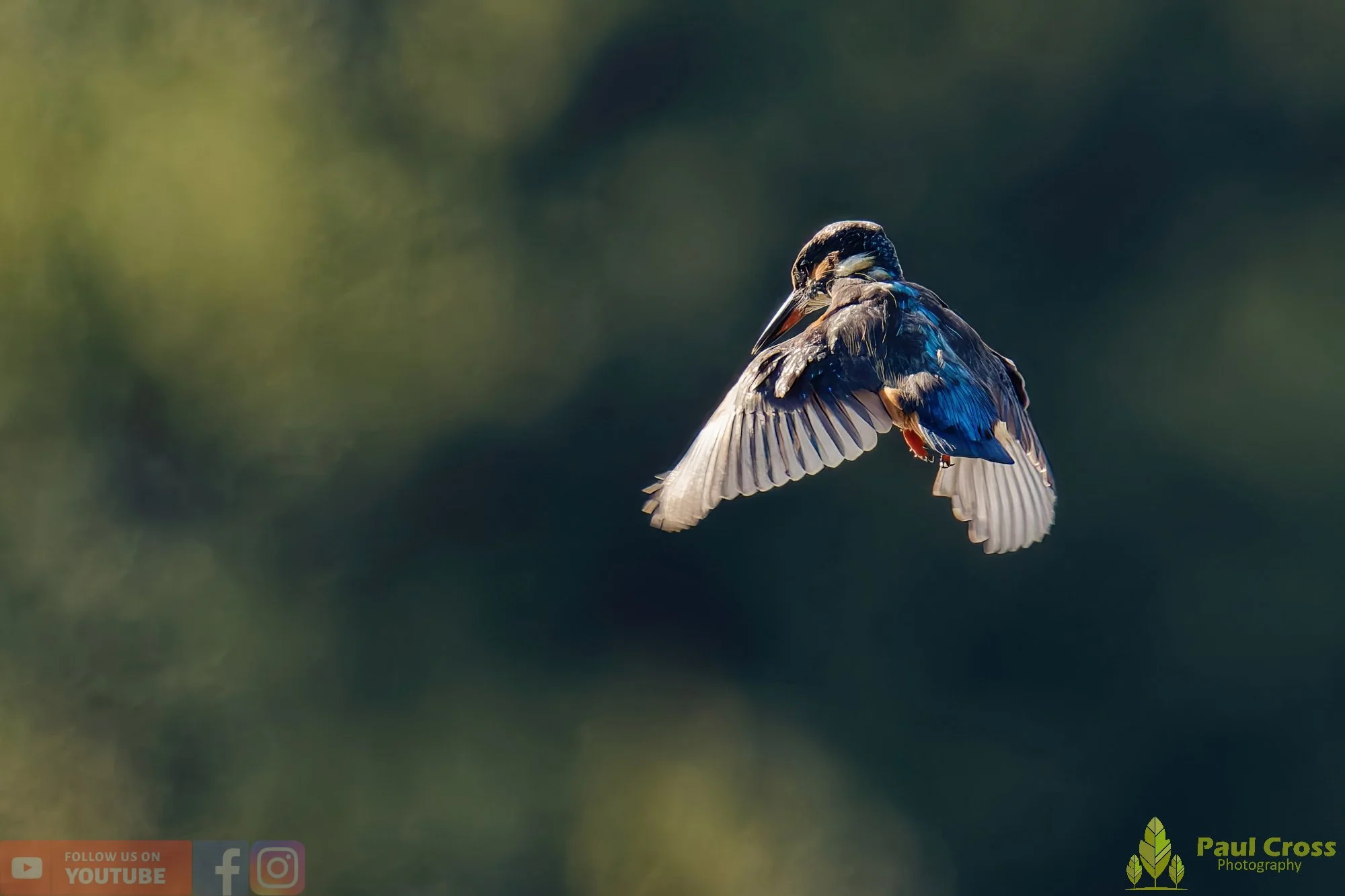 Kingfisher-00576.jpg