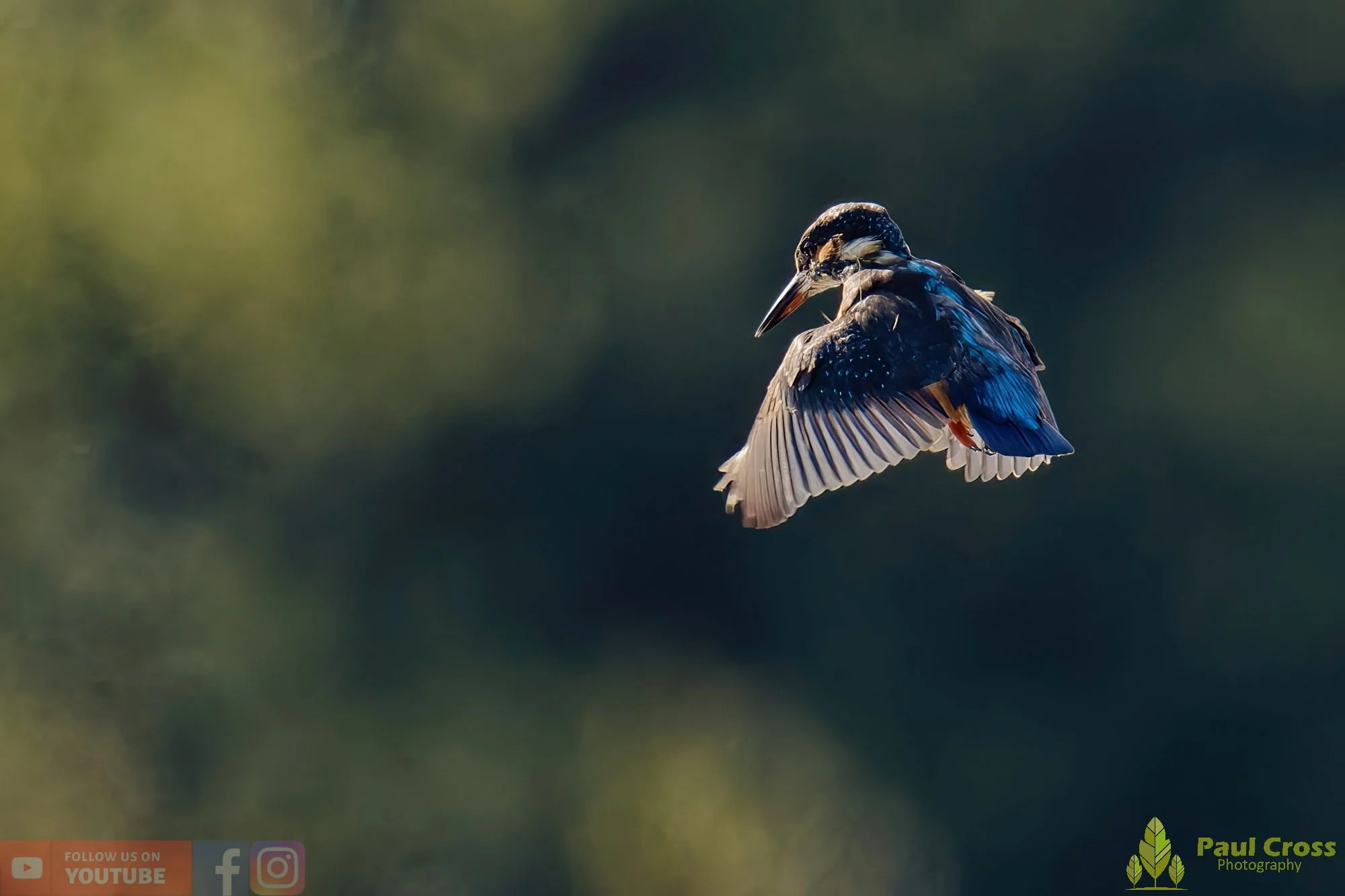 Kingfisher-00577.jpg