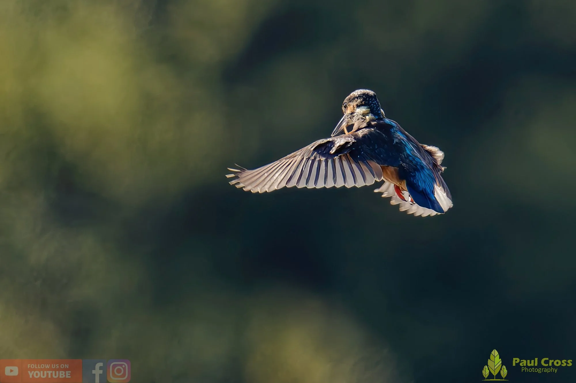 Kingfisher-00578.jpg