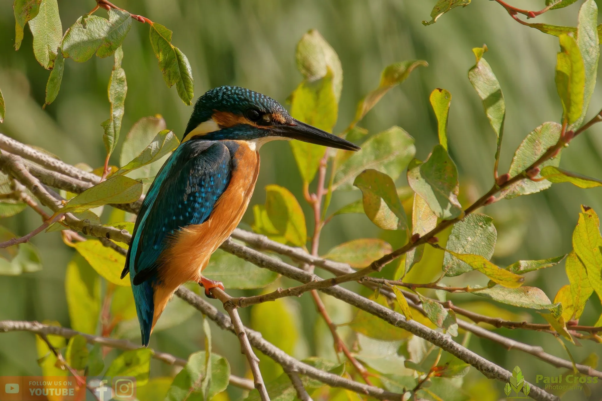 Kingfisher-00579.jpg