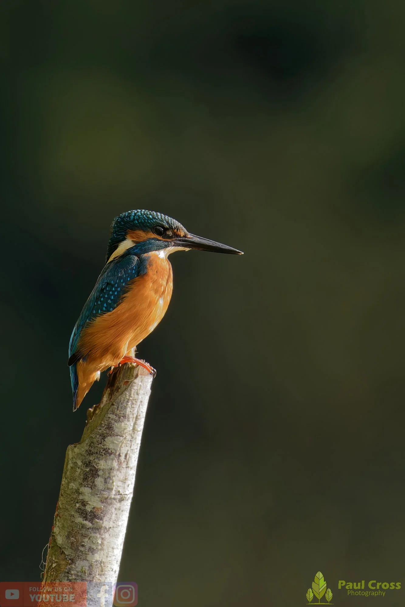 Kingfisher-00580.jpg