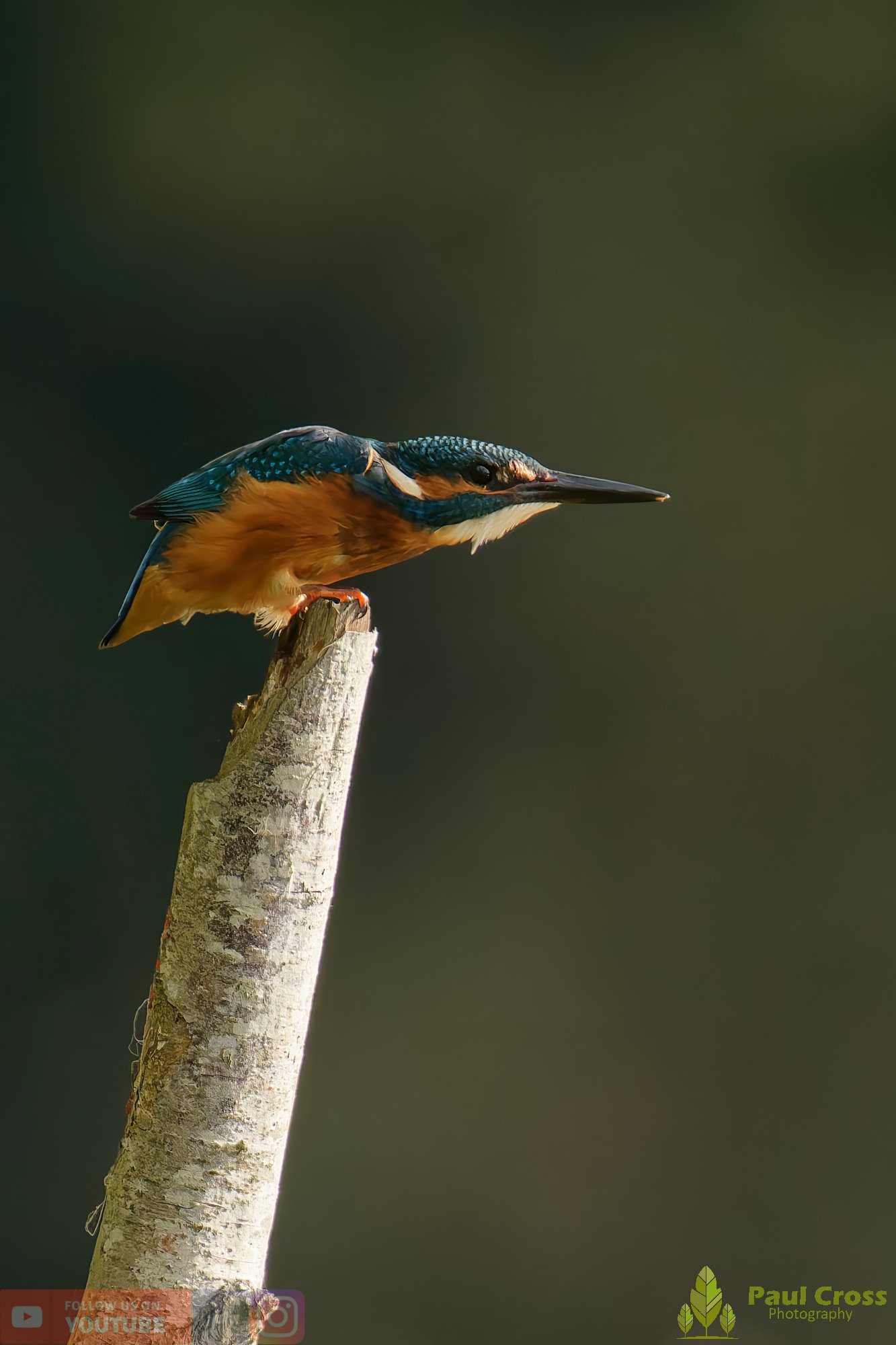Kingfisher-00581.jpg