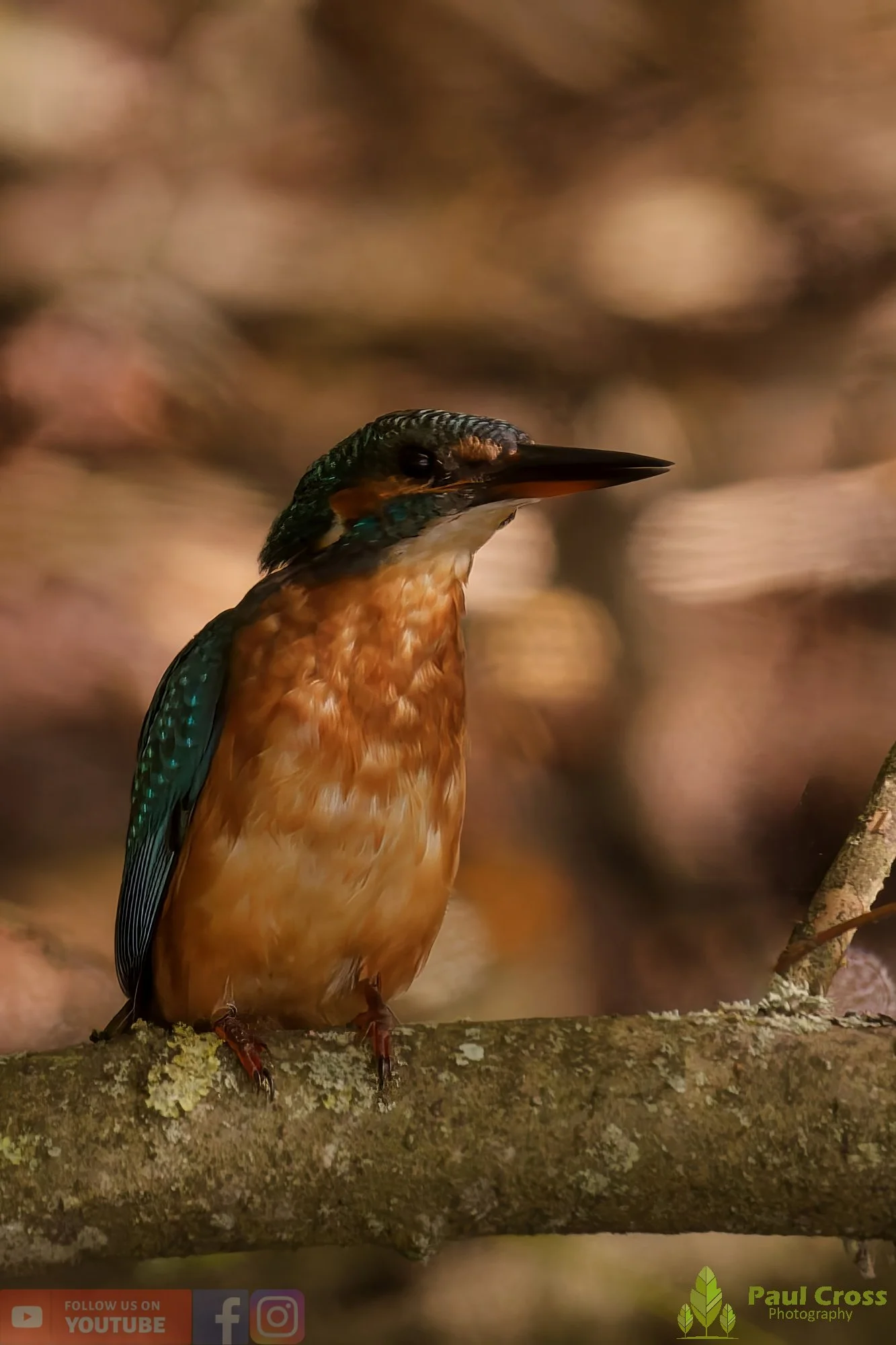 Kingfisher-00582.jpg