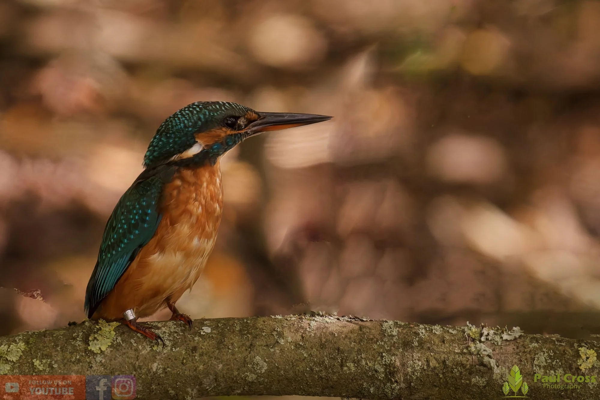 Kingfisher-00583.jpg