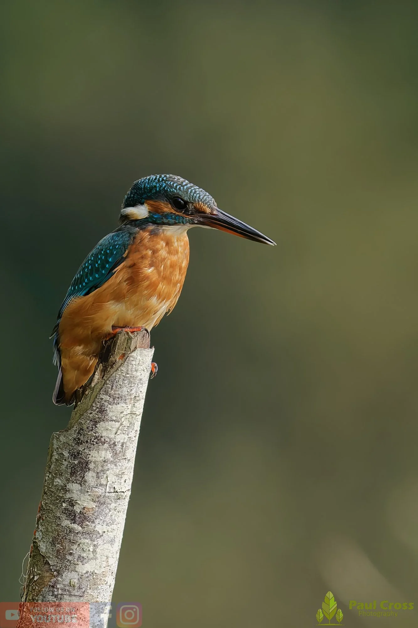 Kingfisher-00584.jpg