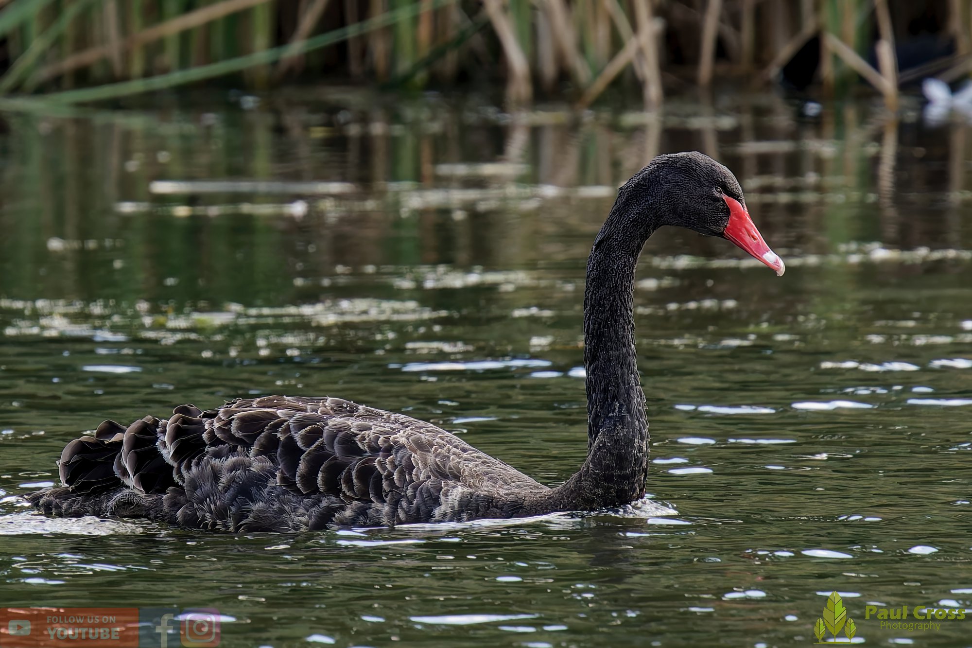 Black Swan-00006.jpg