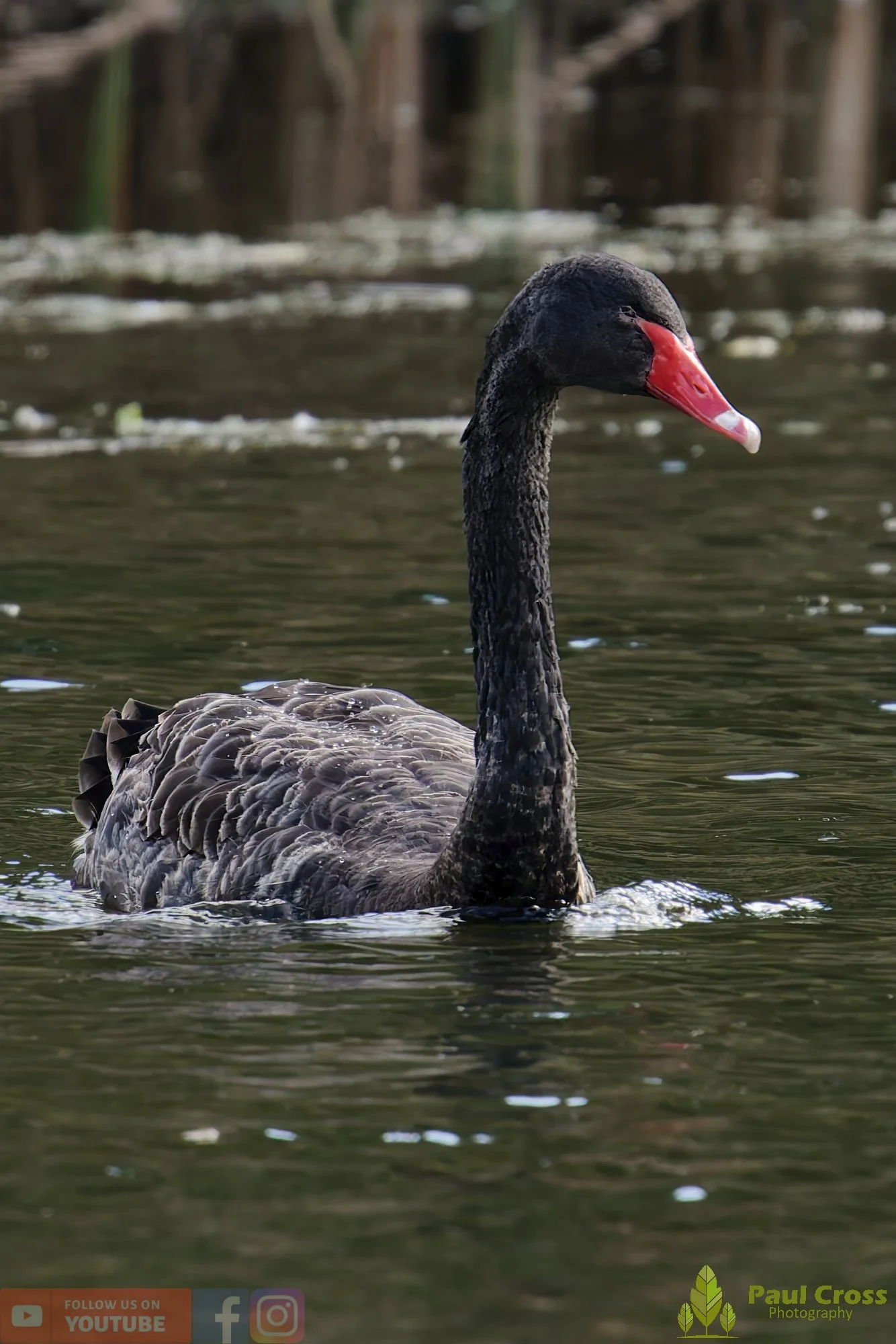 Black Swan-00007.jpg