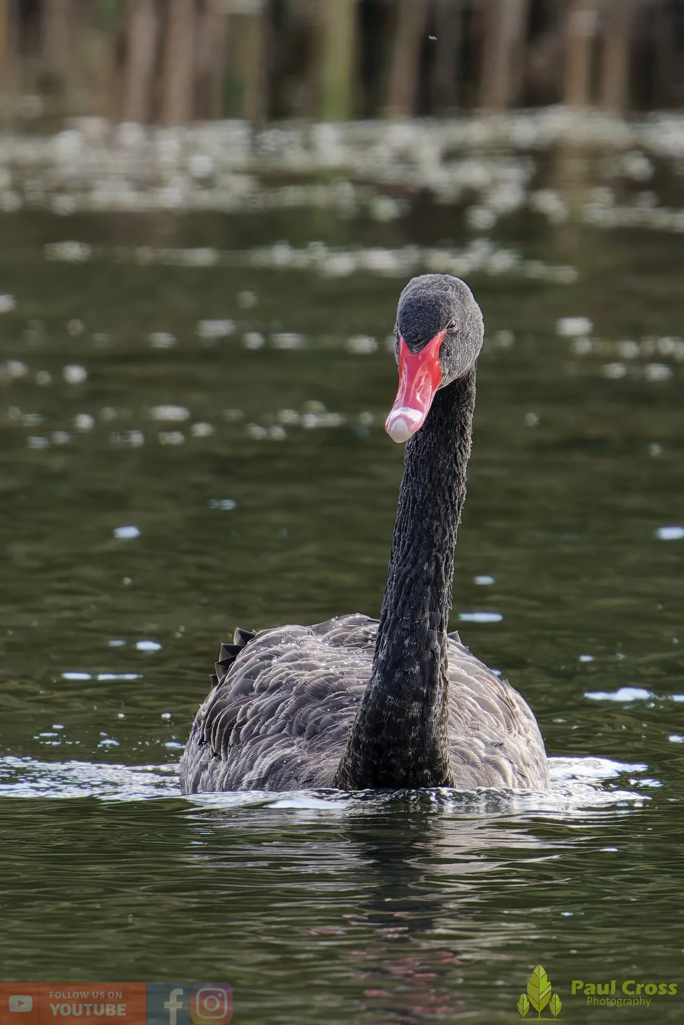 Black Swan-00008.jpg